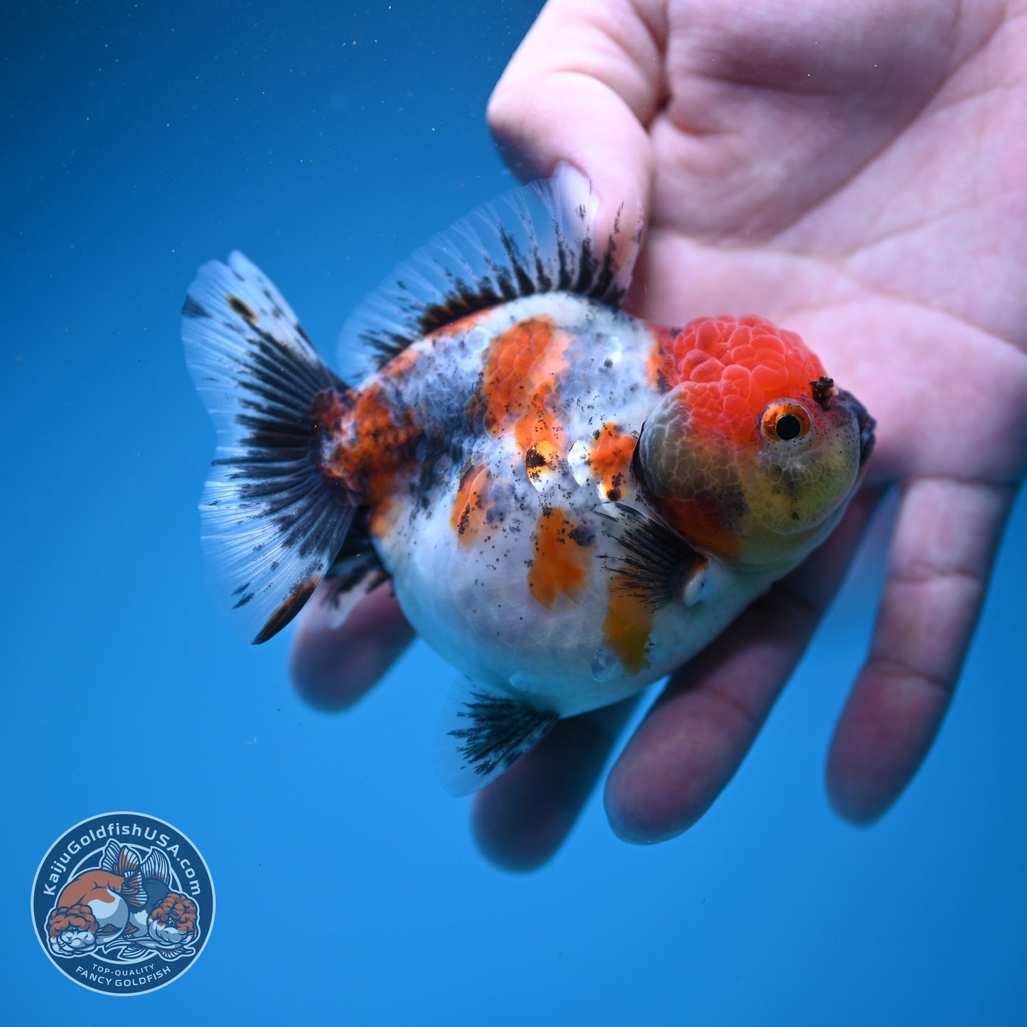 Shogun Tricolor Sakura Oranda 3.2 inch Body (260807_OR17)
