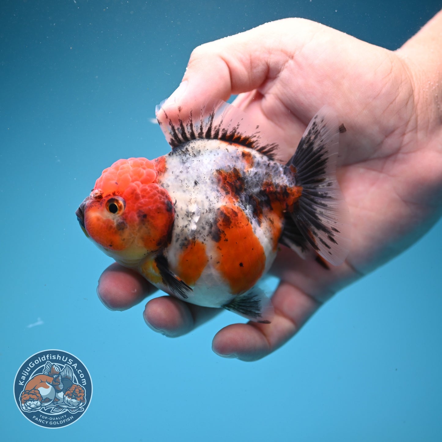 Shogun Tricolor Sakura Oranda 3.2 inch Body (260807_OR17)
