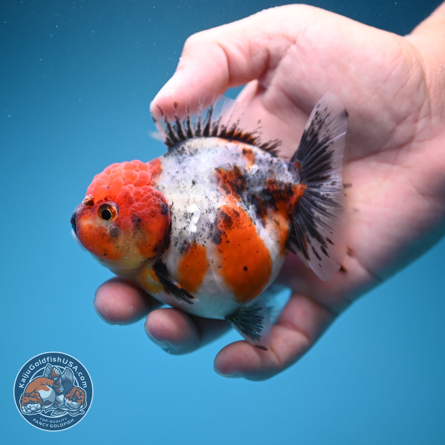 Shogun Tricolor Sakura Oranda 3.2 inch Body (260807_OR17)