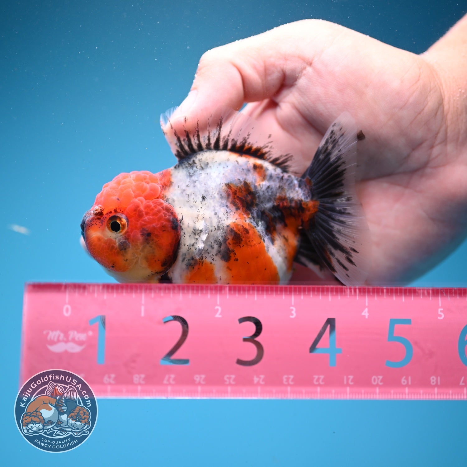 Shogun Tricolor Sakura Oranda 3.2 inch Body (260807_OR17)