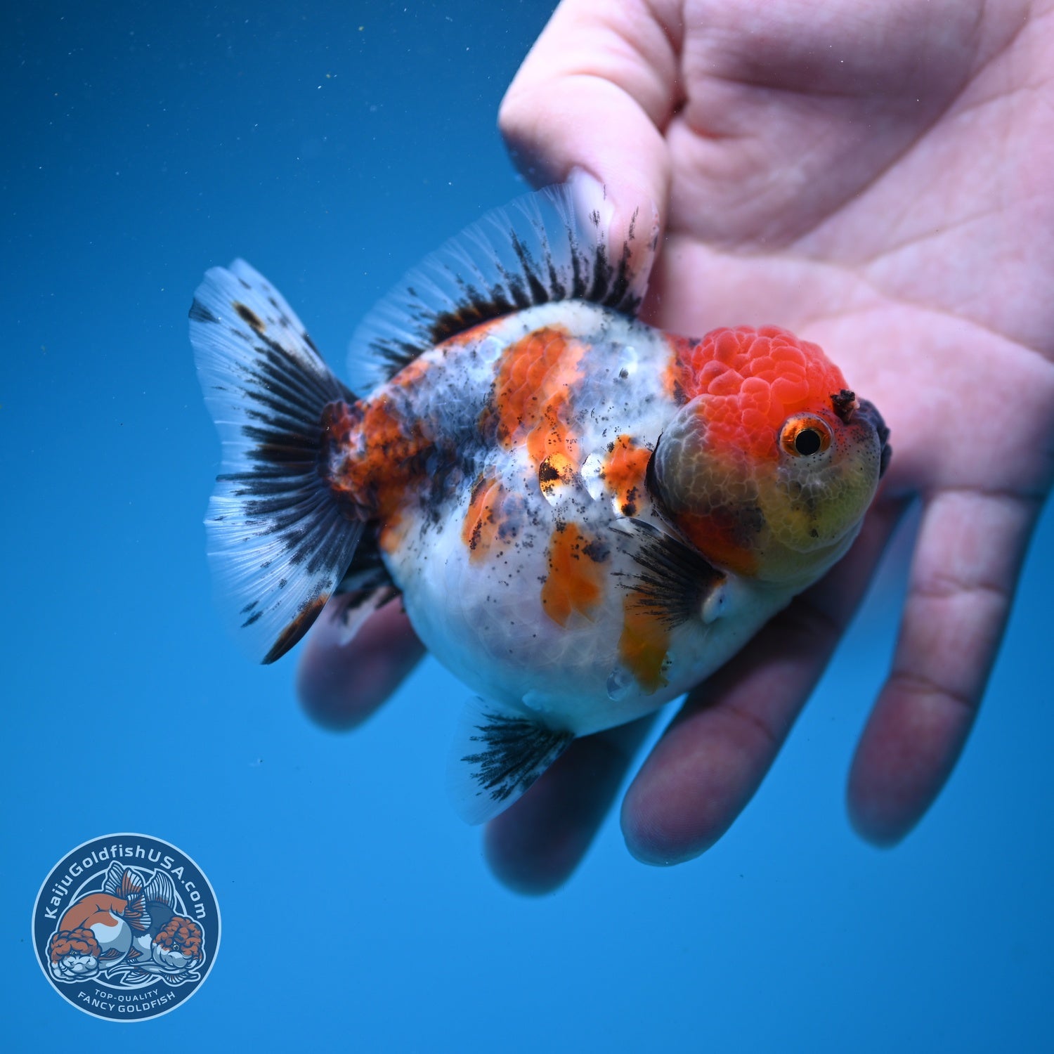 Shogun Tricolor Sakura Oranda 3.2 inch Body (260807_OR17)