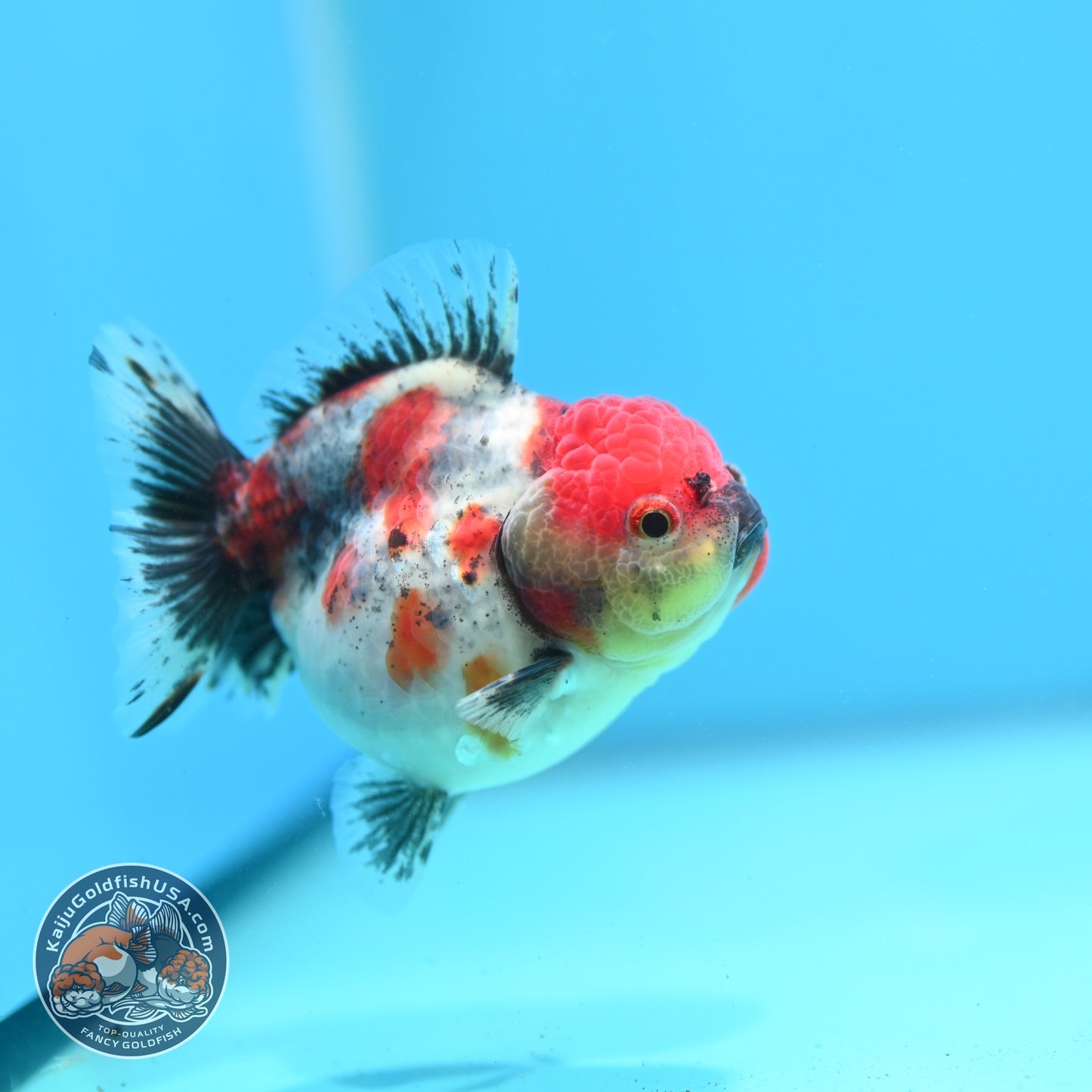 Shogun Tricolor Sakura Oranda 3.2 inch Body (260807_OR17)