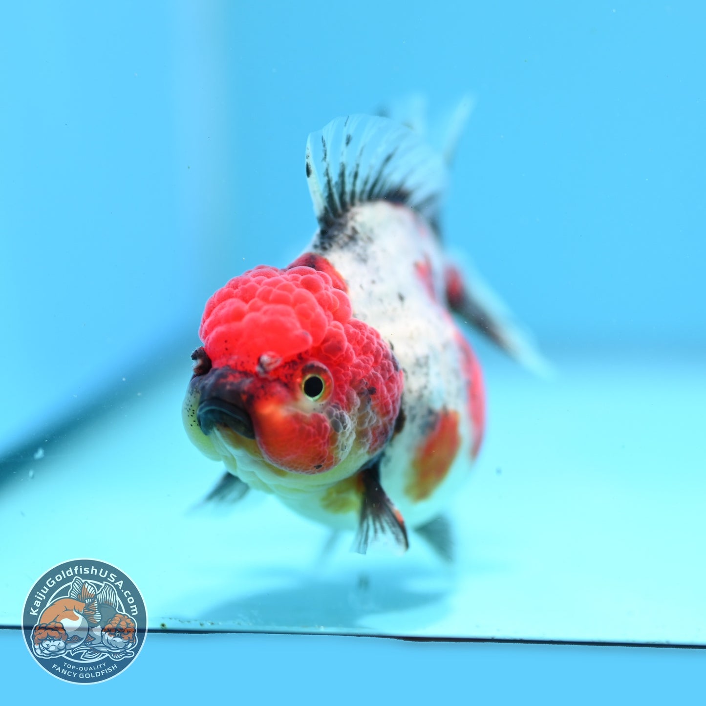 Shogun Tricolor Sakura Oranda 3.2 inch Body (260807_OR17)