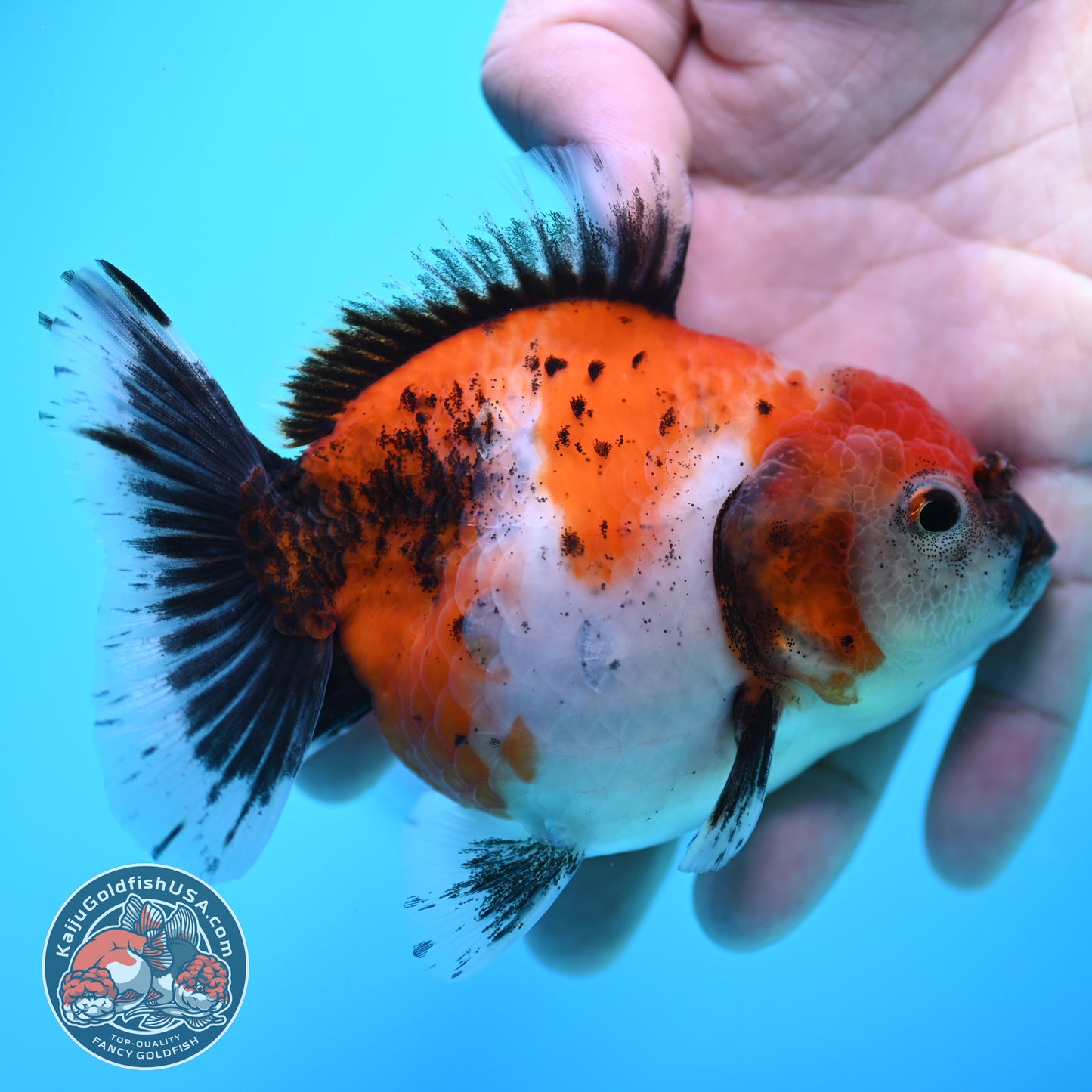 Shogun Tricolor Sakura Oranda 3.5 inch Body (260320_OR15)