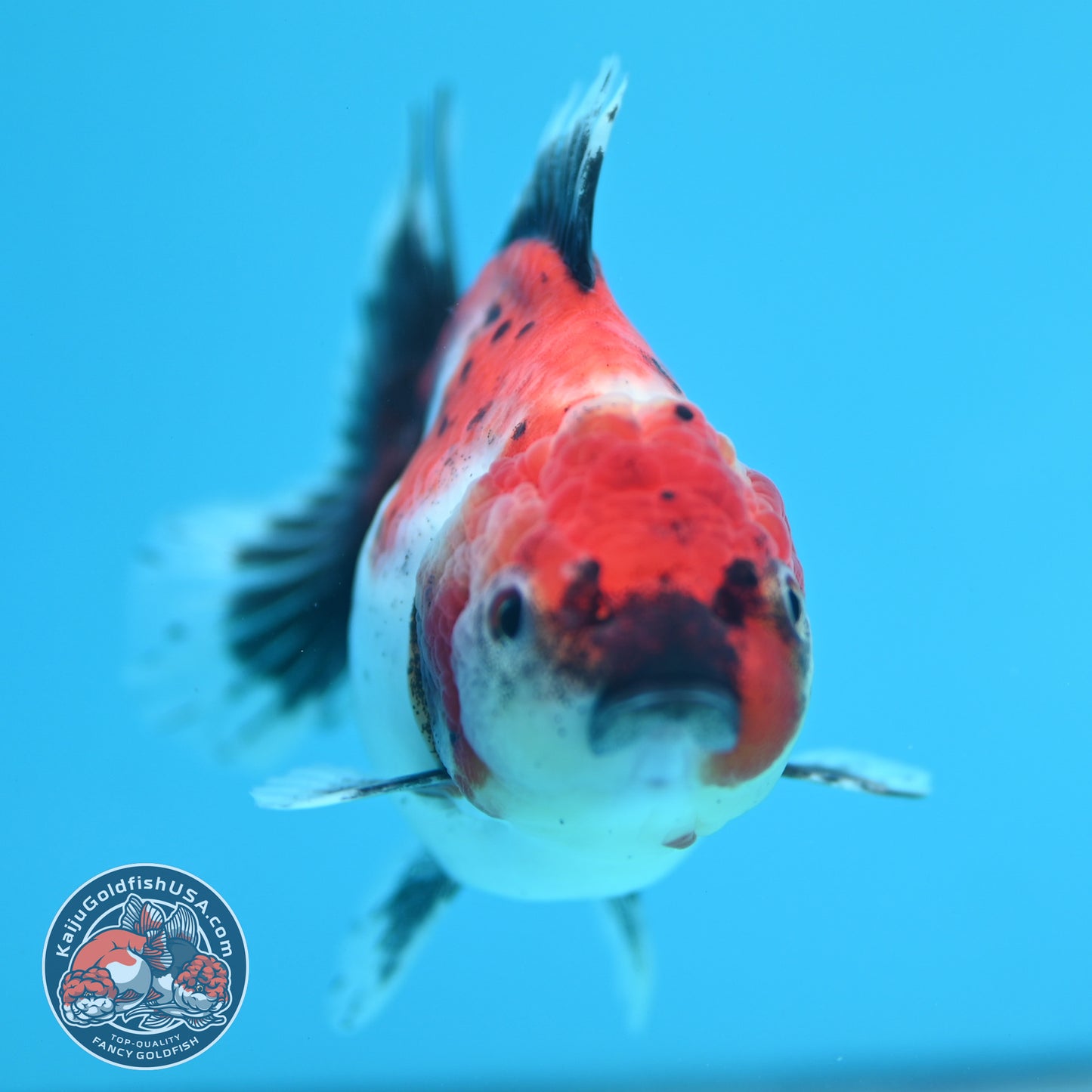 Shogun Tricolor Sakura Oranda 3.5 inch Body (260320_OR15)