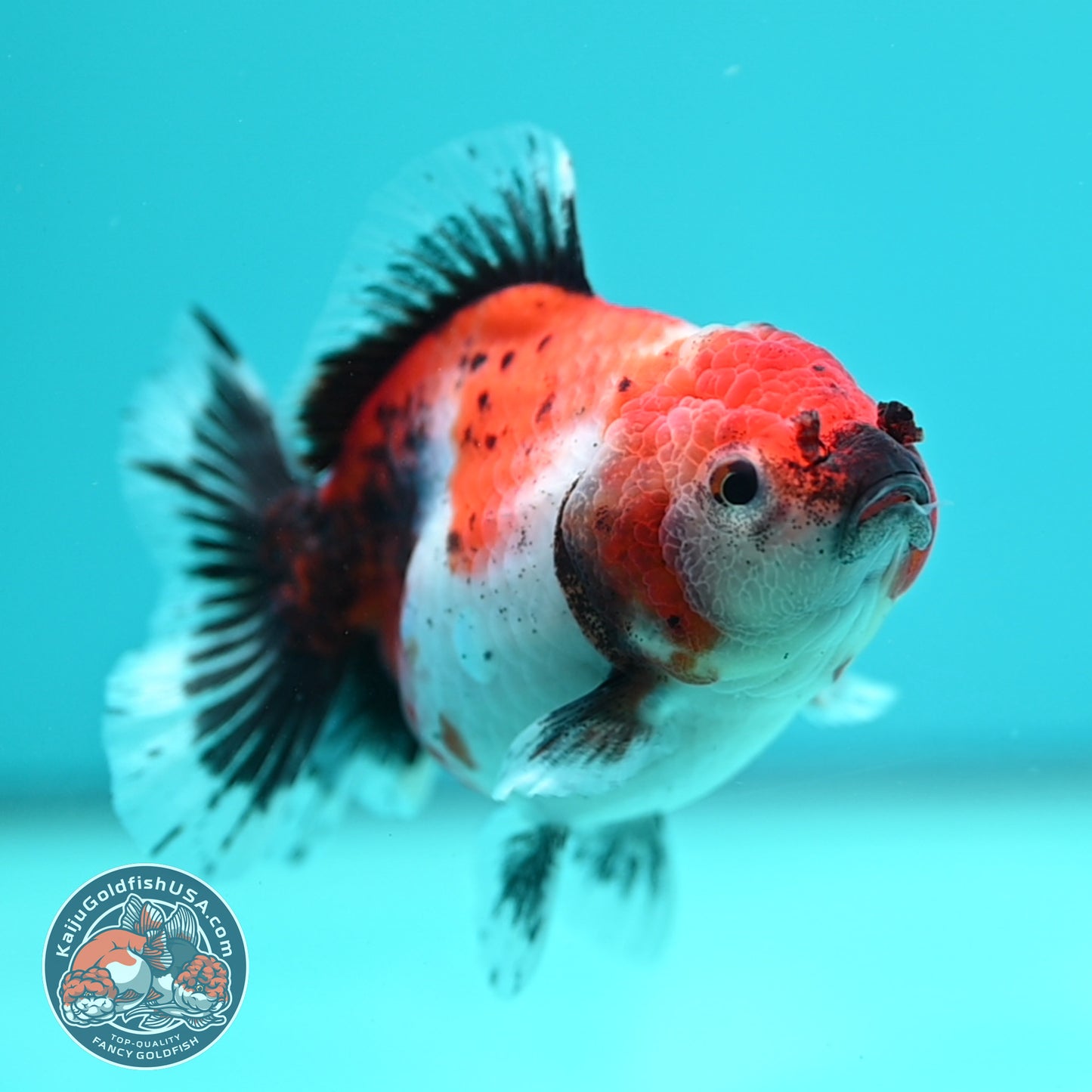Shogun Tricolor Sakura Oranda 3.5 inch Body (260320_OR15)