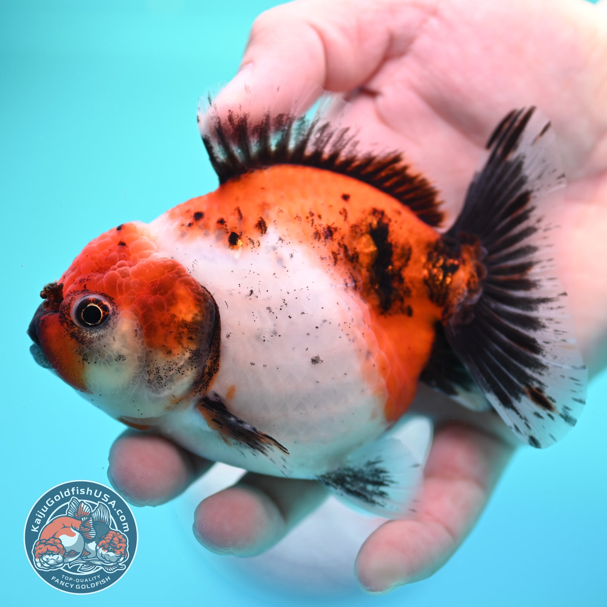 Shogun Tricolor Sakura Oranda 3.5 inch Body (260320_OR15)