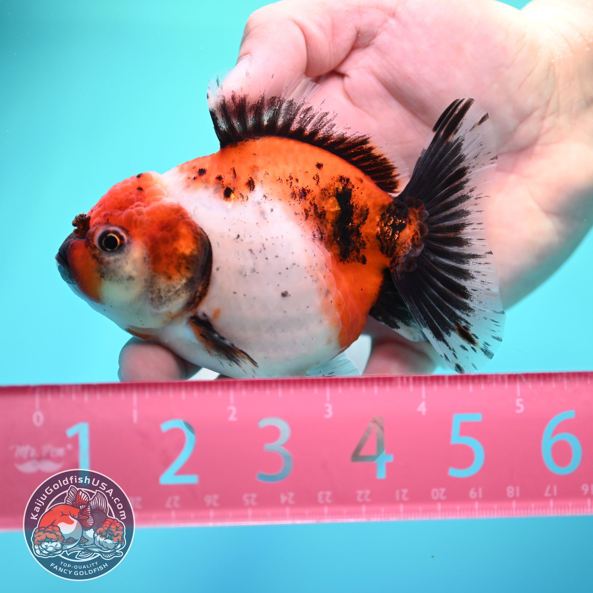 Shogun Tricolor Sakura Oranda 3.5 inch Body (260320_OR15)