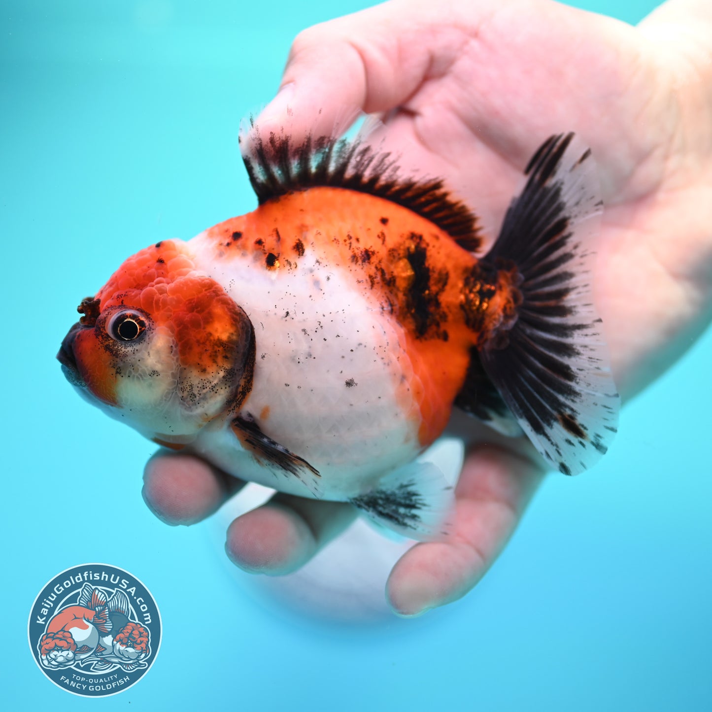 Shogun Tricolor Sakura Oranda 3.5 inch Body (260320_OR15)