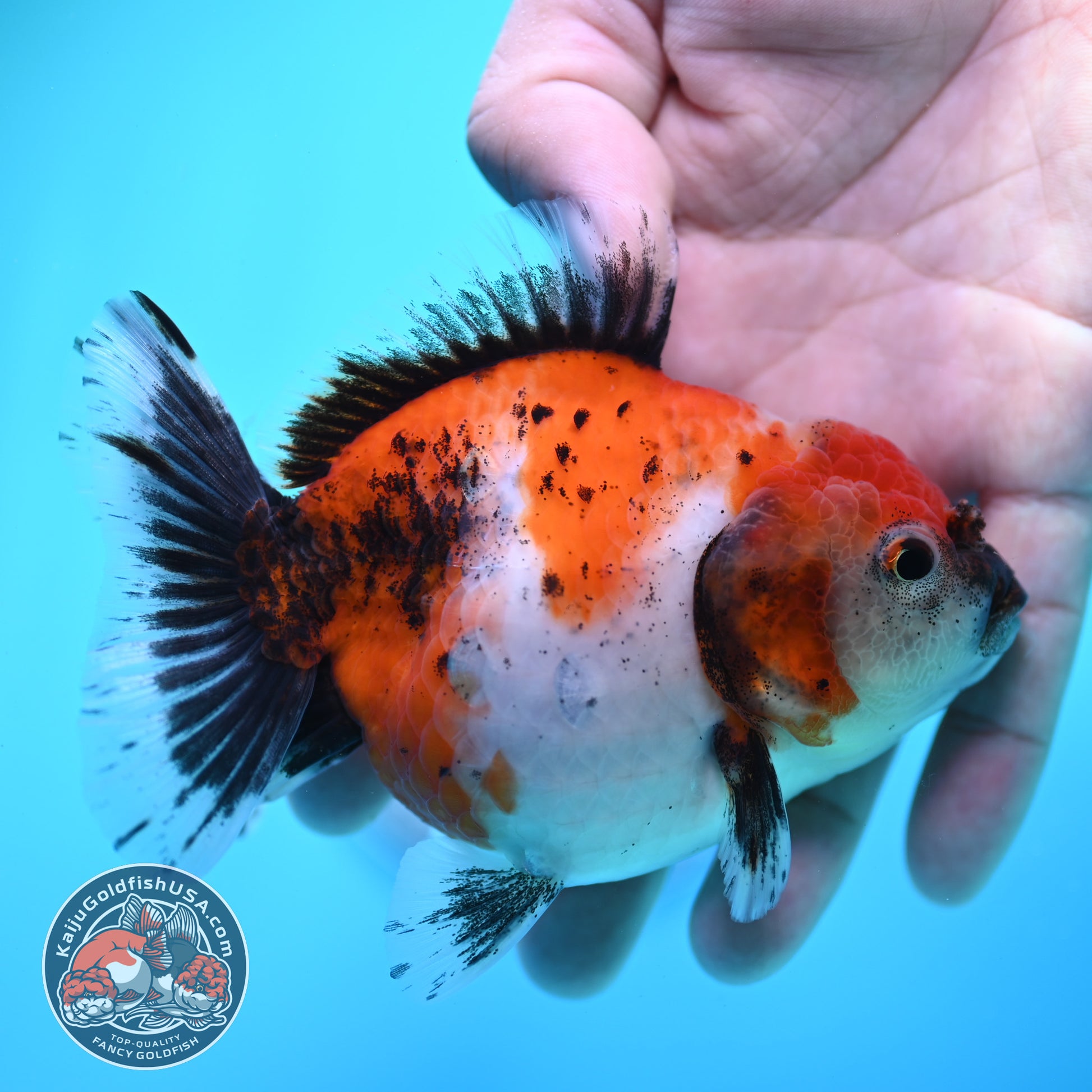 Shogun Tricolor Sakura Oranda 3.5 inch Body (260320_OR15)