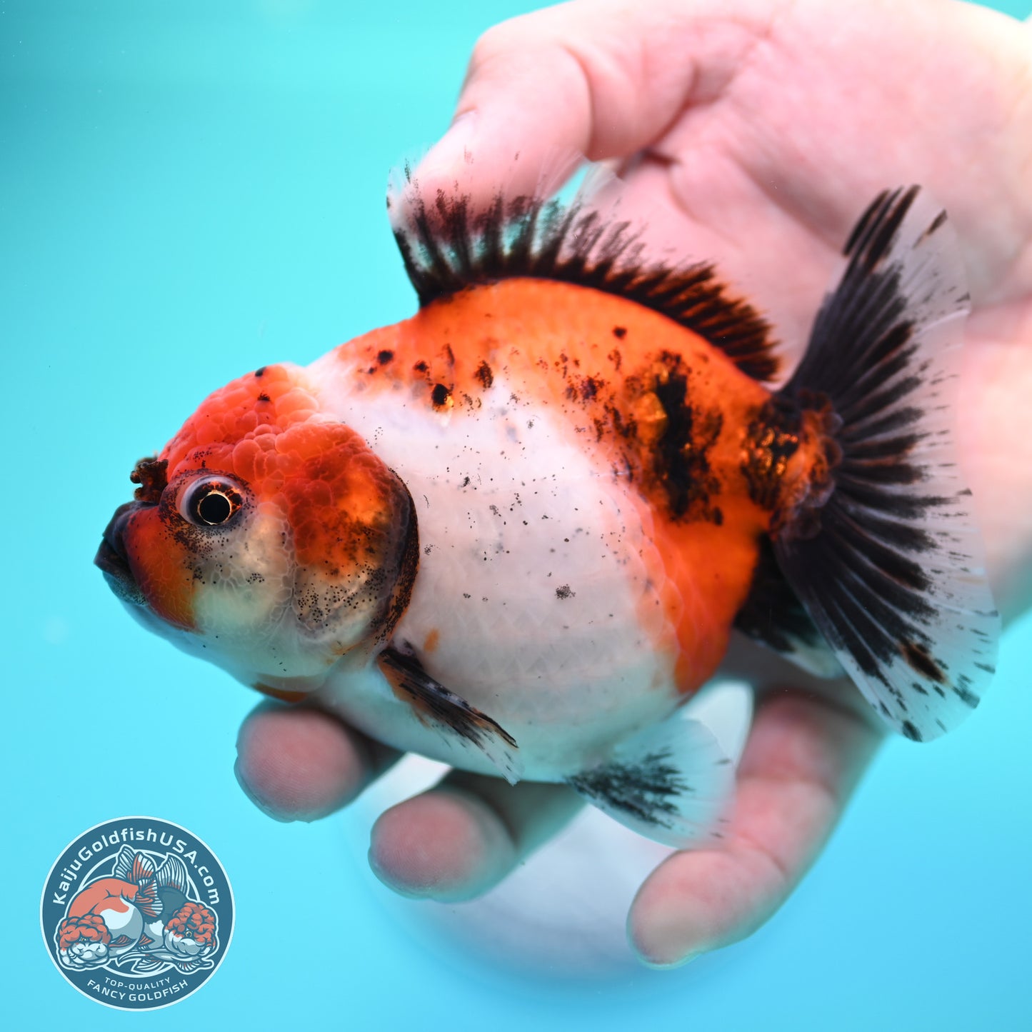 Shogun Tricolor Sakura Oranda 3.5 inch Body (260320_OR15)