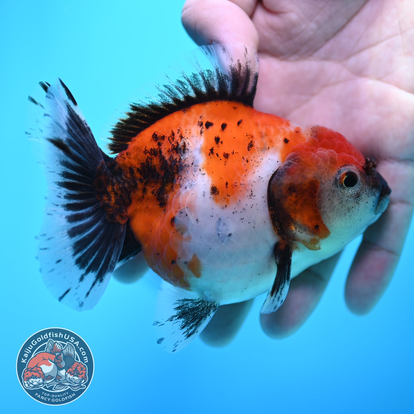 Shogun Tricolor Sakura Oranda 3.5 inch Body (260320_OR15)