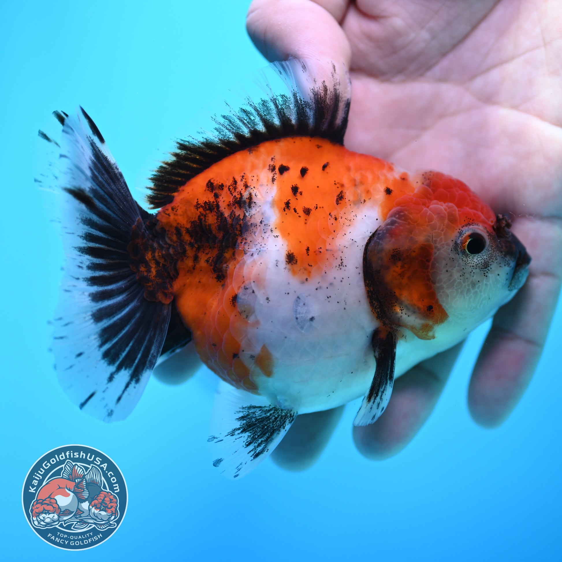 Shogun Tricolor Sakura Oranda 3.5 inch Body (260320_OR15)