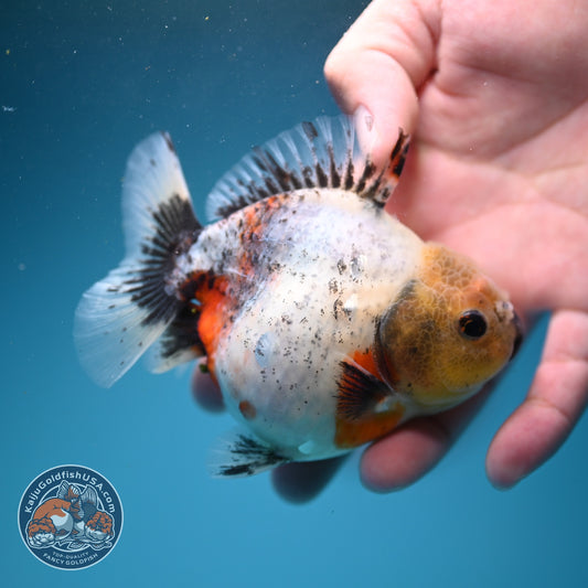 Shogun Tricolor Sakura Oranda 3.5 inch Body (260807_OR16)