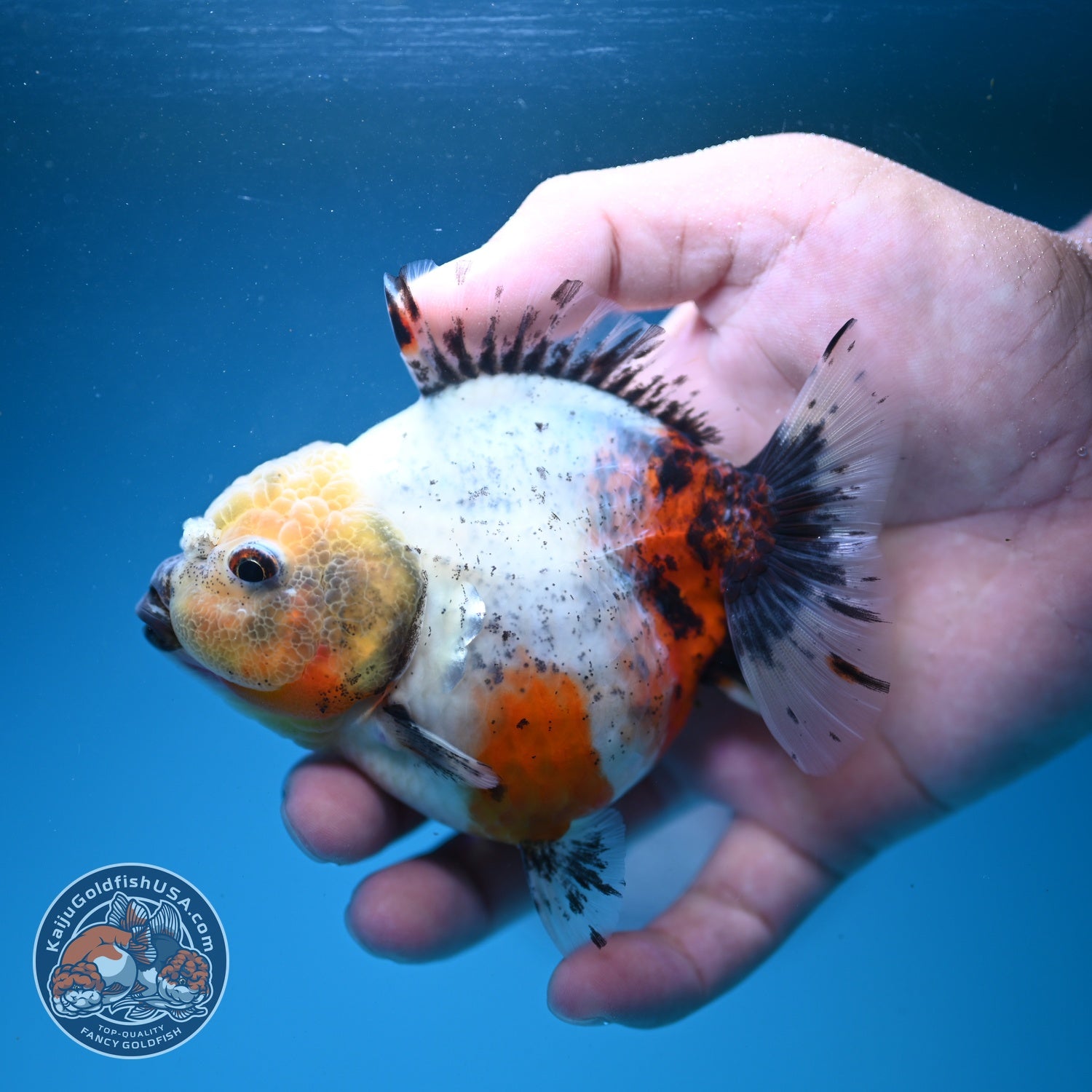 Shogun Tricolor Sakura Oranda 3.5 inch Body (260807_OR16)