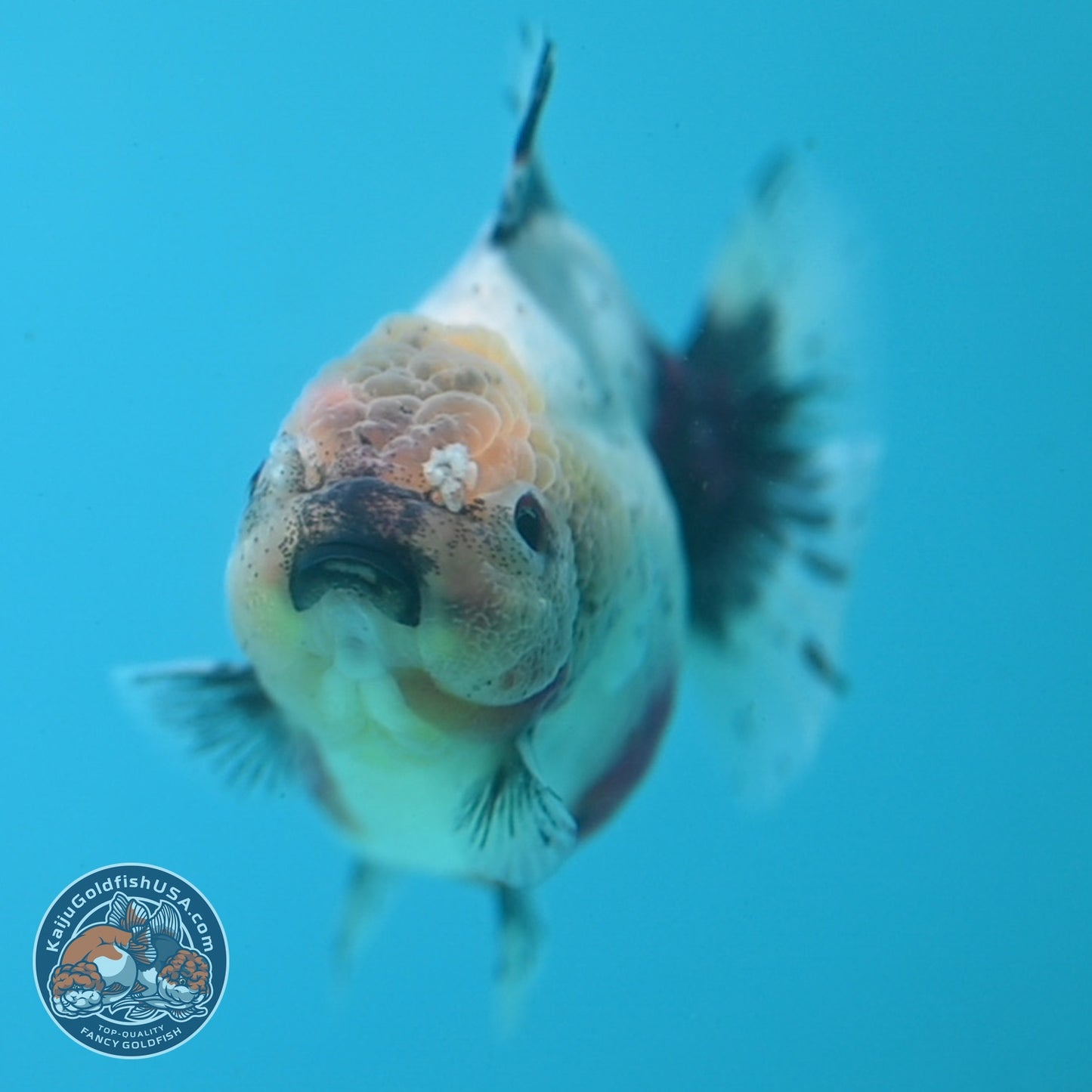 Shogun Tricolor Sakura Oranda 3.5 inch Body (260807_OR16)