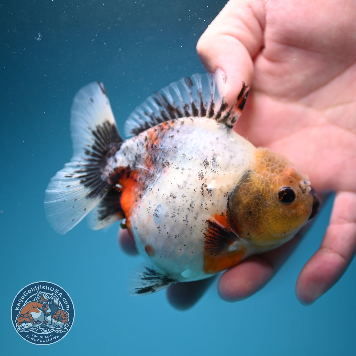 Shogun Tricolor Sakura Oranda 3.5 inch Body (260807_OR16)