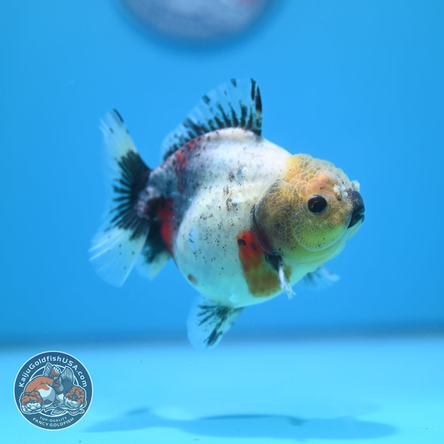 Shogun Tricolor Sakura Oranda 3.5 inch Body (260807_OR16)