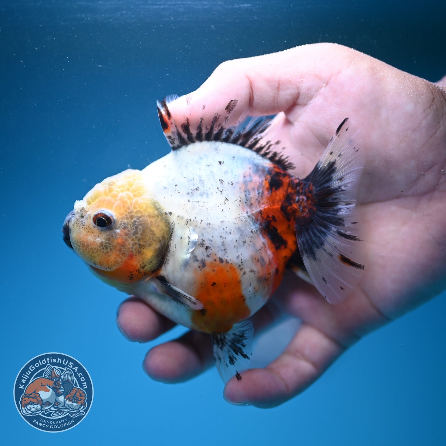 Shogun Tricolor Sakura Oranda 3.5 inch Body (260807_OR16)