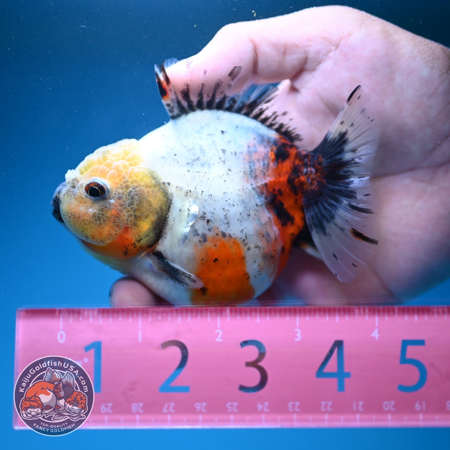 Shogun Tricolor Sakura Oranda 3.5 inch Body (260807_OR16)