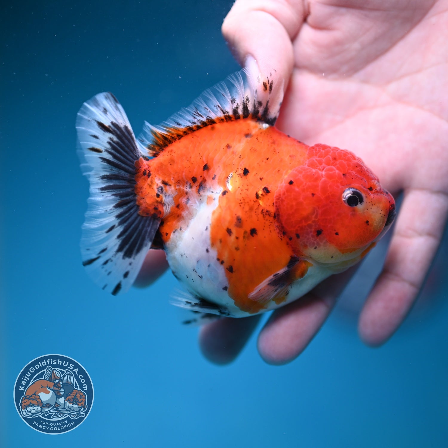 Shogun Tricolor Sakura Oranda 3.5 inch Body (260828_OR04)