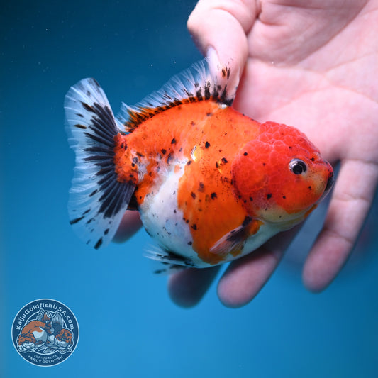 Shogun Tricolor Sakura Oranda 3.5 inch Body (260828_OR04)