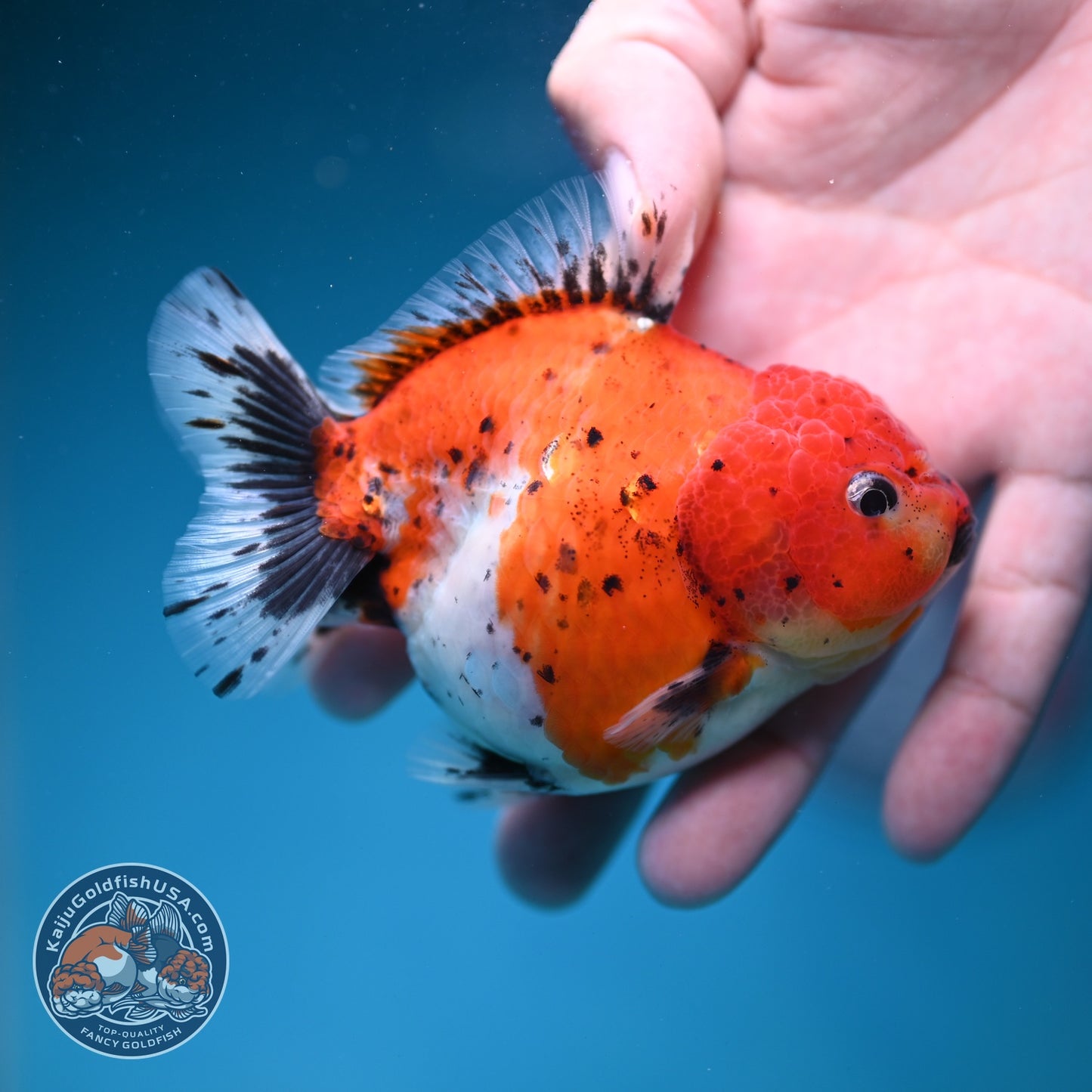 Shogun Tricolor Sakura Oranda 3.5 inch Body (260828_OR04)