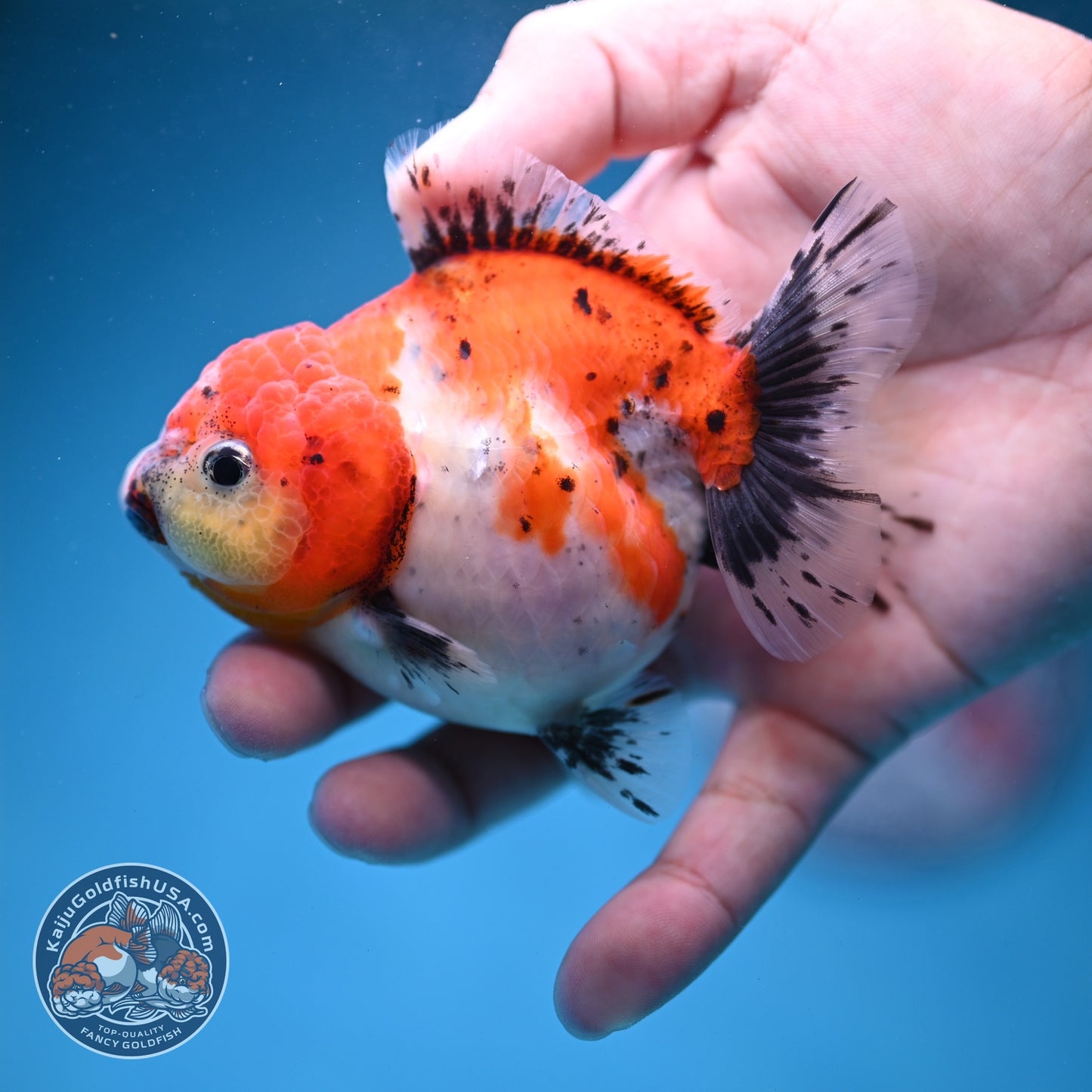 Shogun Tricolor Sakura Oranda 3.5 inch Body (260828_OR04)