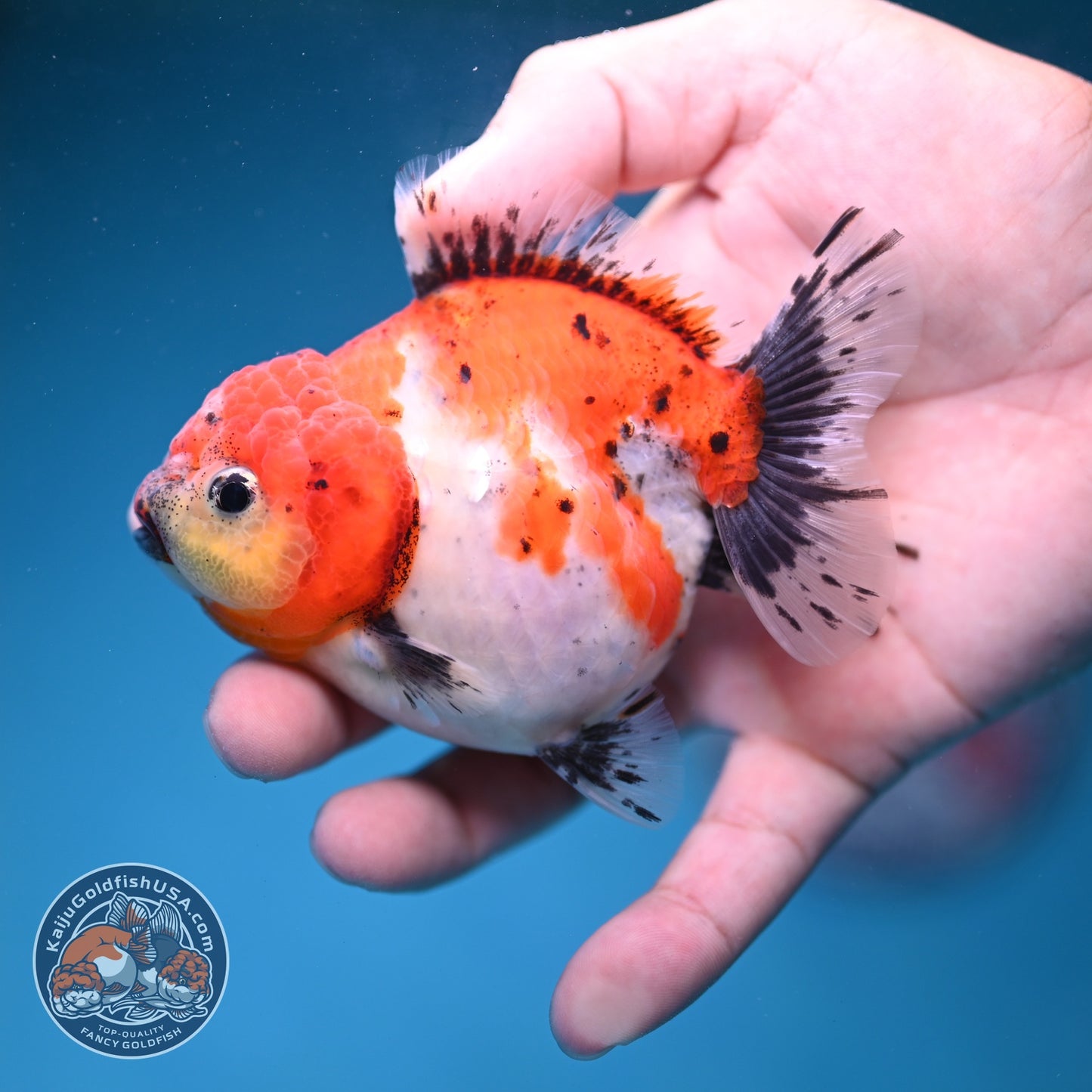 Shogun Tricolor Sakura Oranda 3.5 inch Body (260828_OR04)