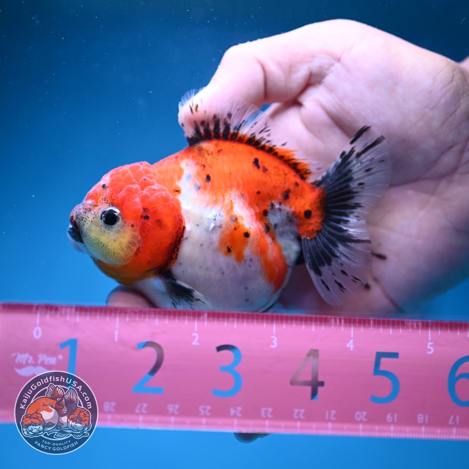 Shogun Tricolor Sakura Oranda 3.5 inch Body (260828_OR04)