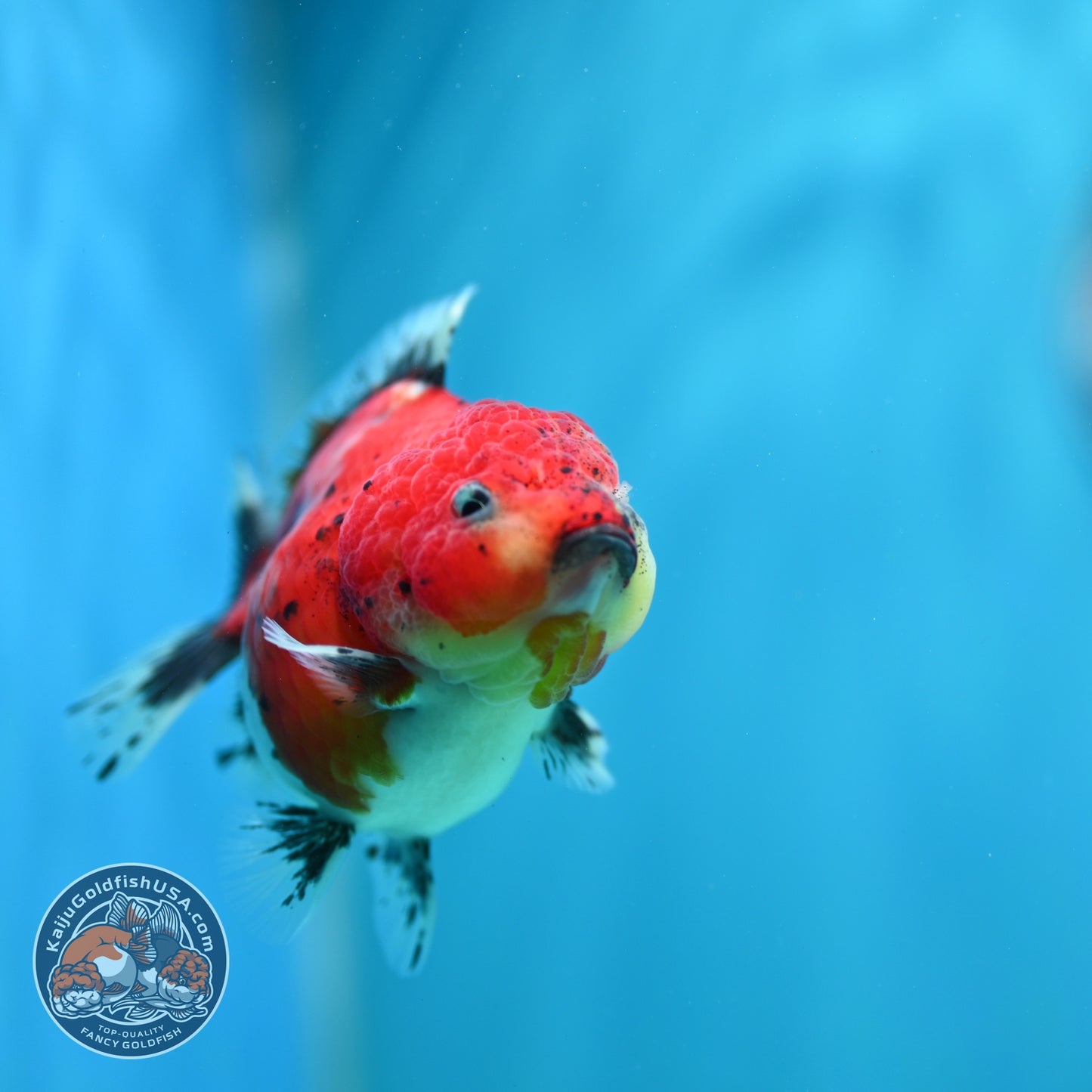 Shogun Tricolor Sakura Oranda 3.5 inch Body (260828_OR04)