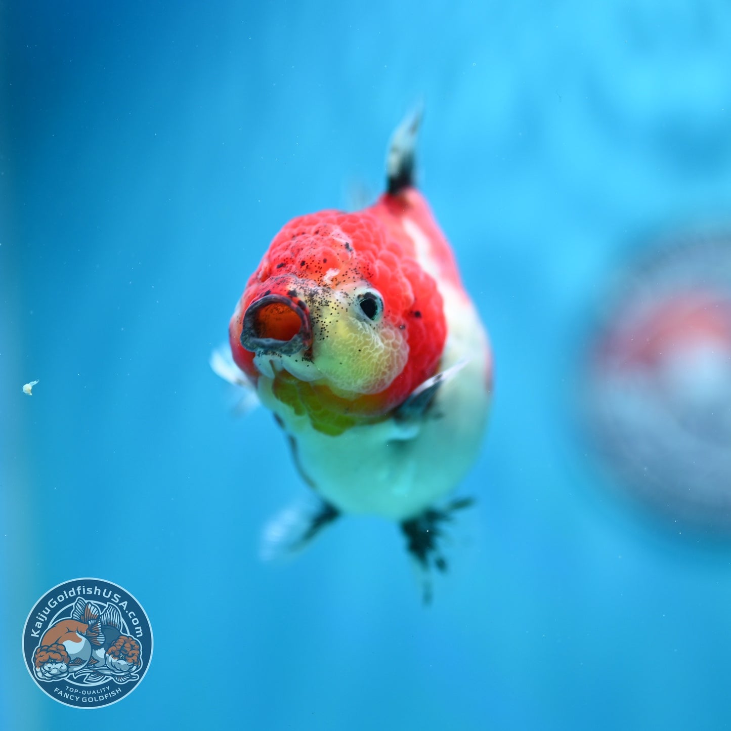 Shogun Tricolor Sakura Oranda 3.5 inch Body (260828_OR04)