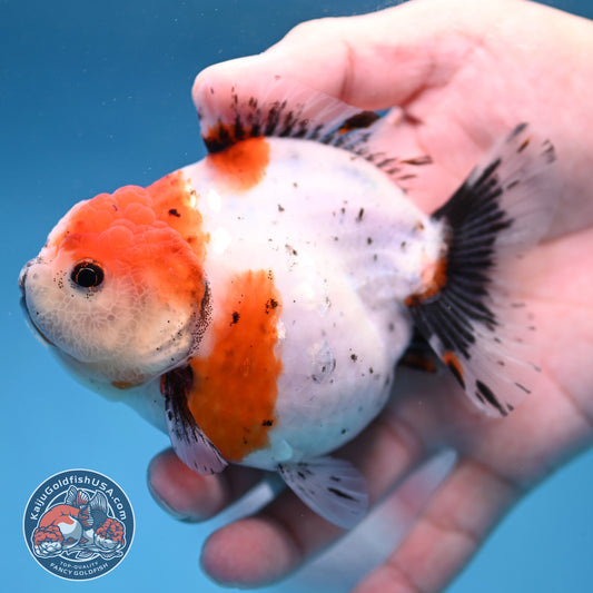 Shogun Tricolor Sakura Oranda 3.8 inch Body (260306_OR01)