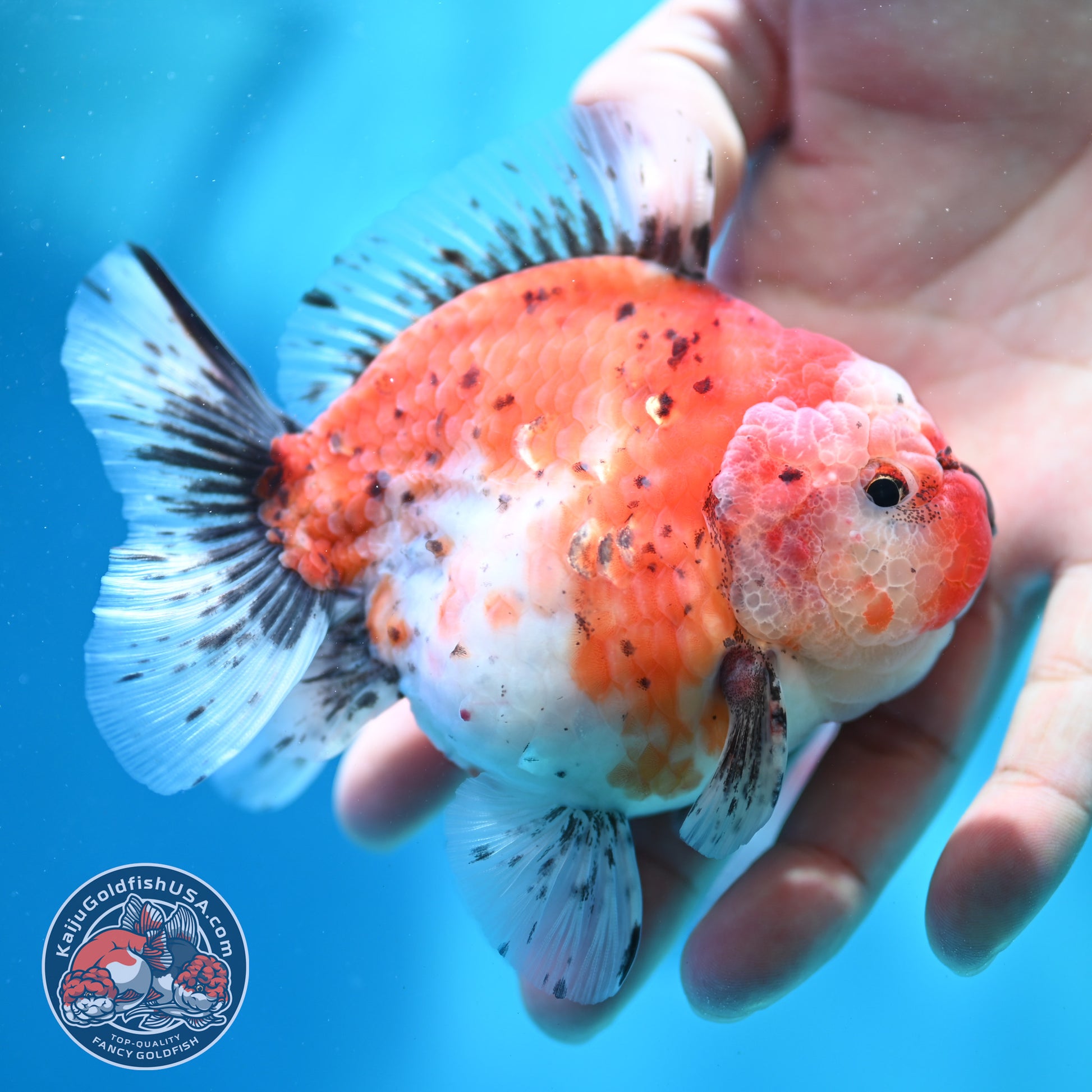 Shogun Tricolor Sakura Oranda 3.8 inch Body (260508_OR05)