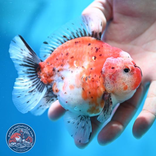 Shogun Tricolor Sakura Oranda 3.8 inch Body (260508_OR05)