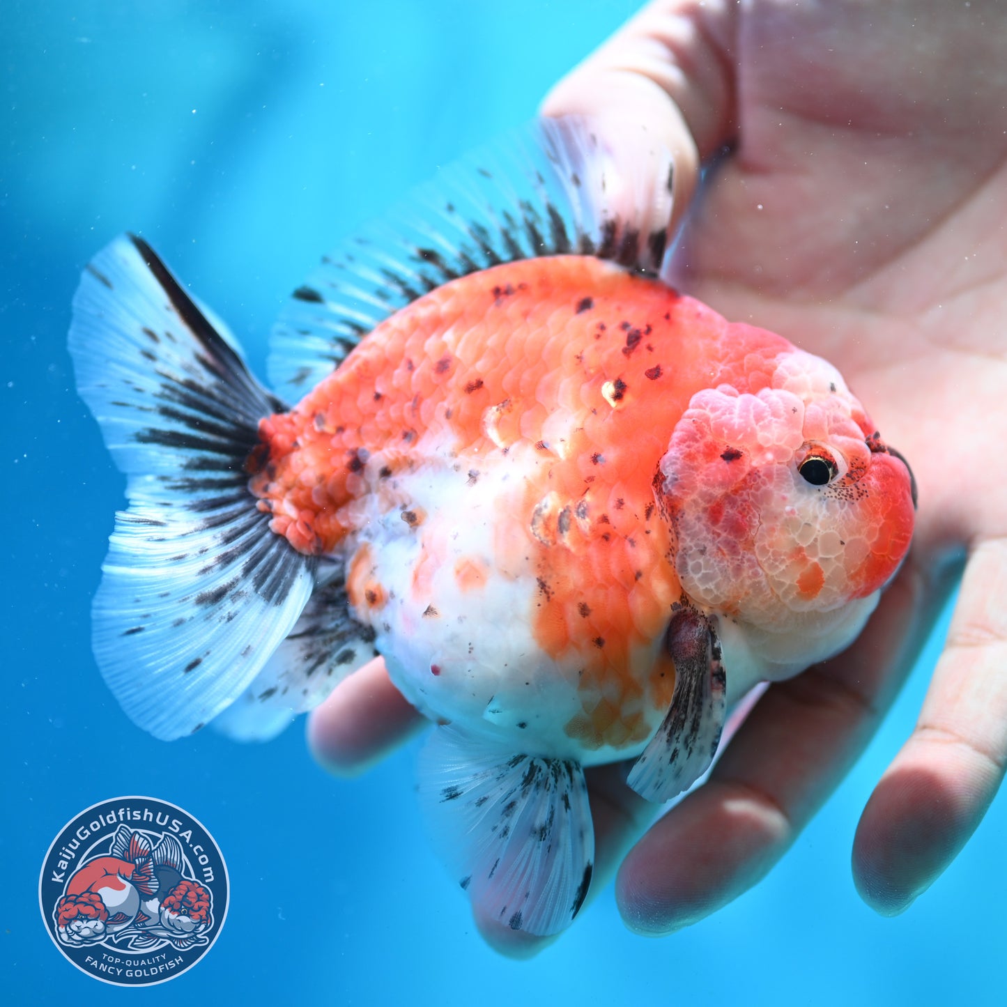 Shogun Tricolor Sakura Oranda 3.8 inch Body (260508_OR05)