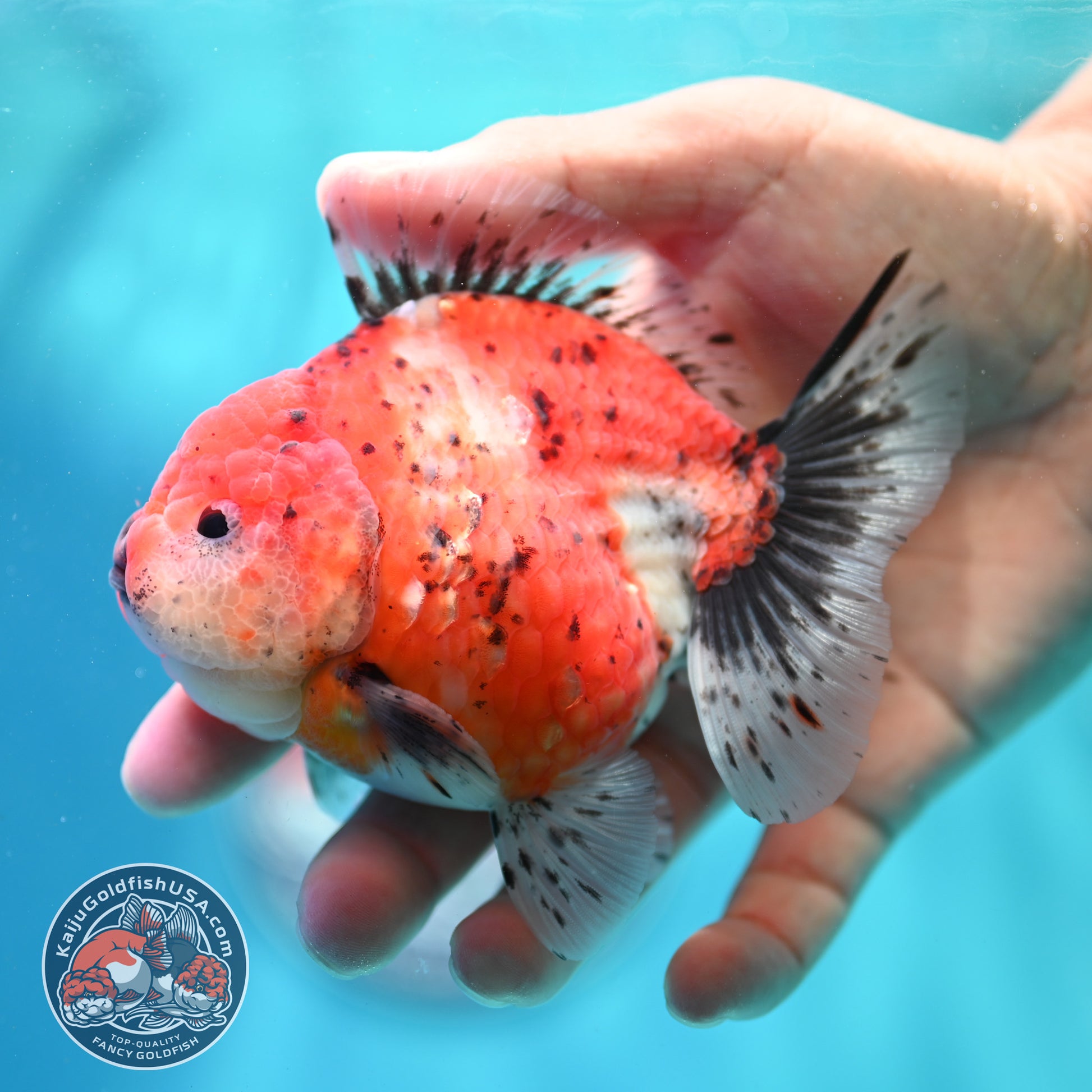 Shogun Tricolor Sakura Oranda 3.8 inch Body (260508_OR05)