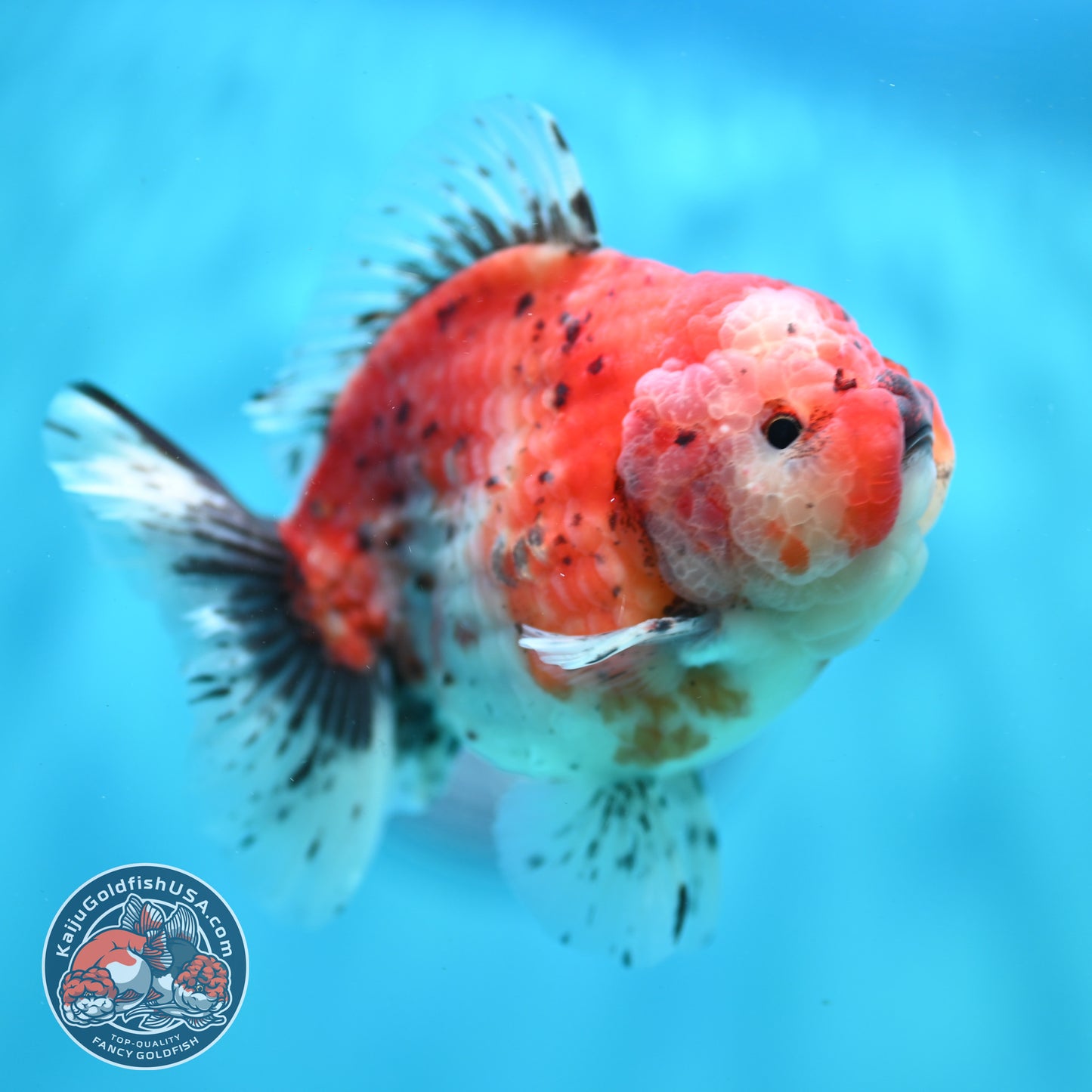 Shogun Tricolor Sakura Oranda 3.8 inch Body (260508_OR05)