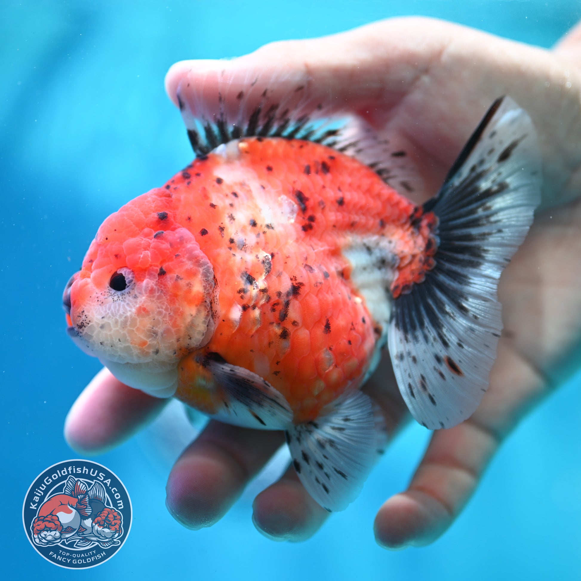 Shogun Tricolor Sakura Oranda 3.8 inch Body (260508_OR05)