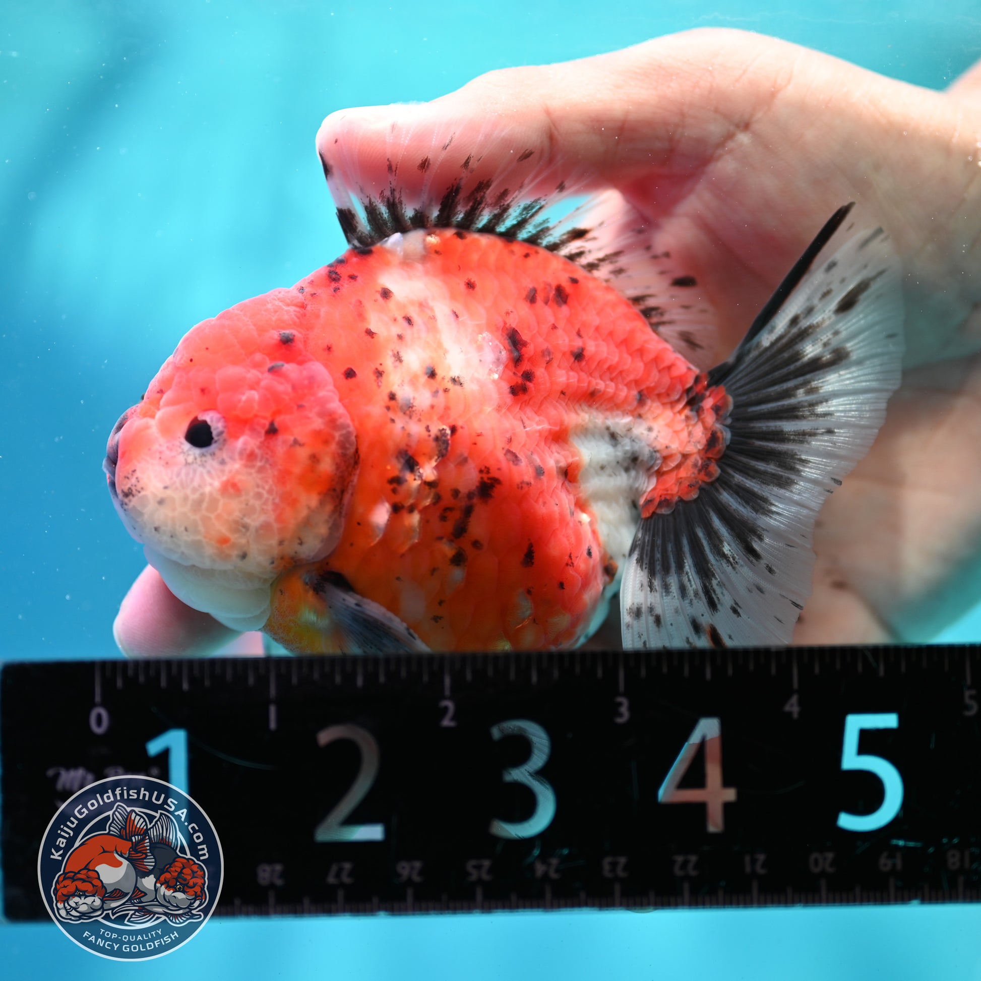 Shogun Tricolor Sakura Oranda 3.8 inch Body (260508_OR05)