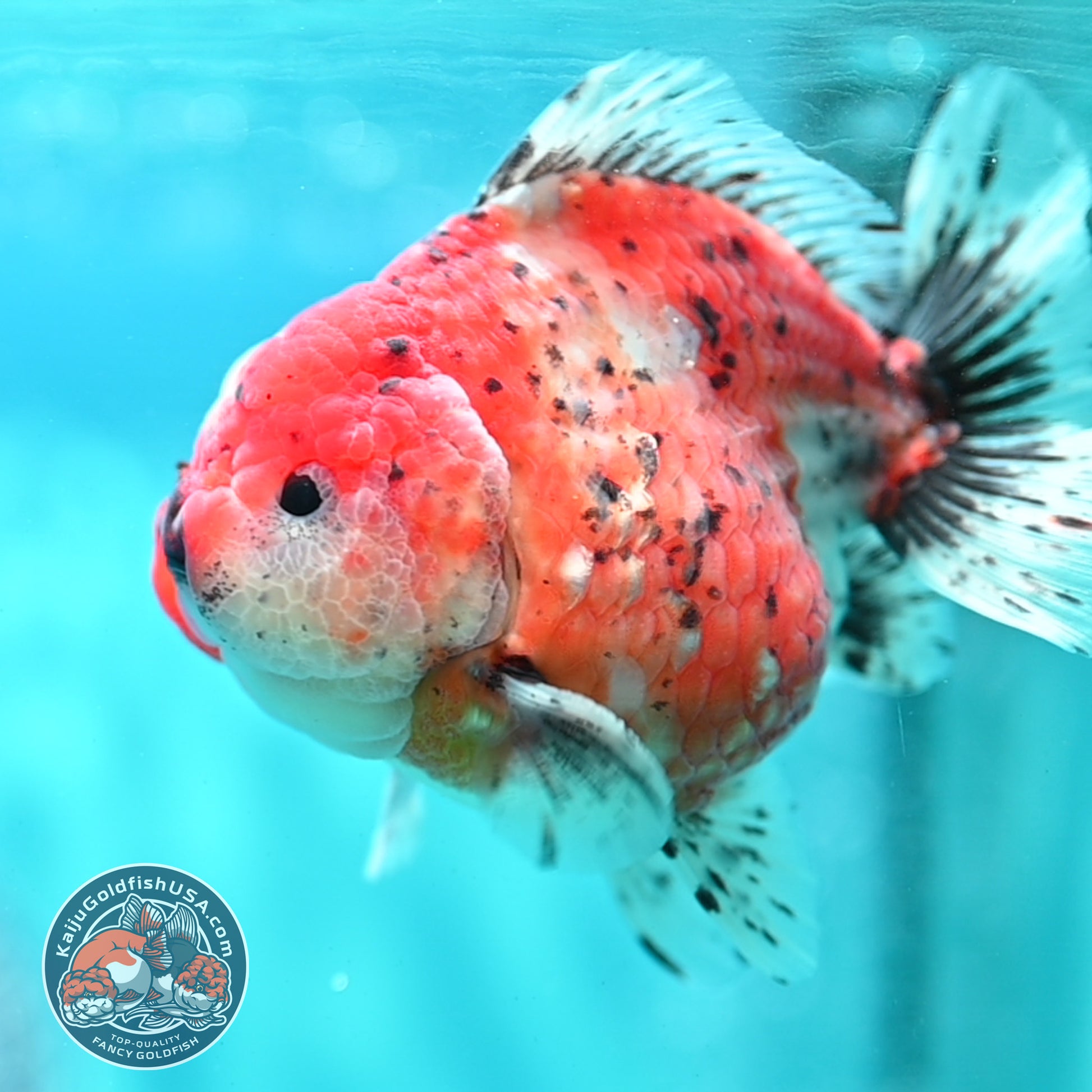 Shogun Tricolor Sakura Oranda 3.8 inch Body (260508_OR05)
