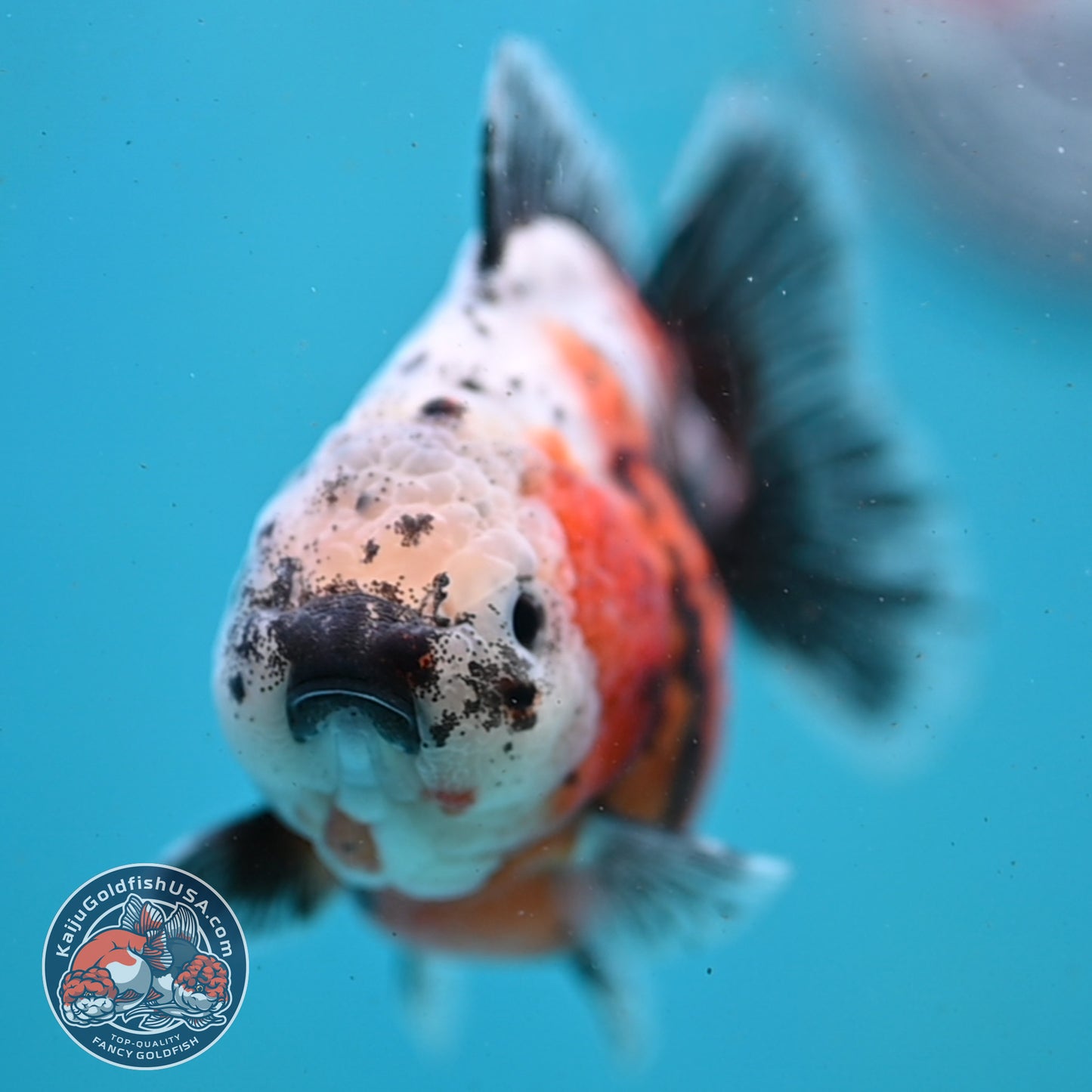 Shogun Tricolor Sakura Oranda 4 inch Body (260123_OR01)