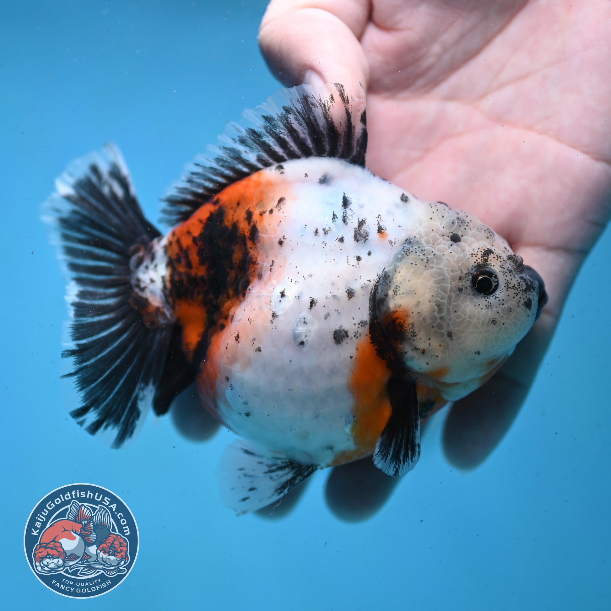 Shogun Tricolor Sakura Oranda 4 inch Body (260123_OR01)