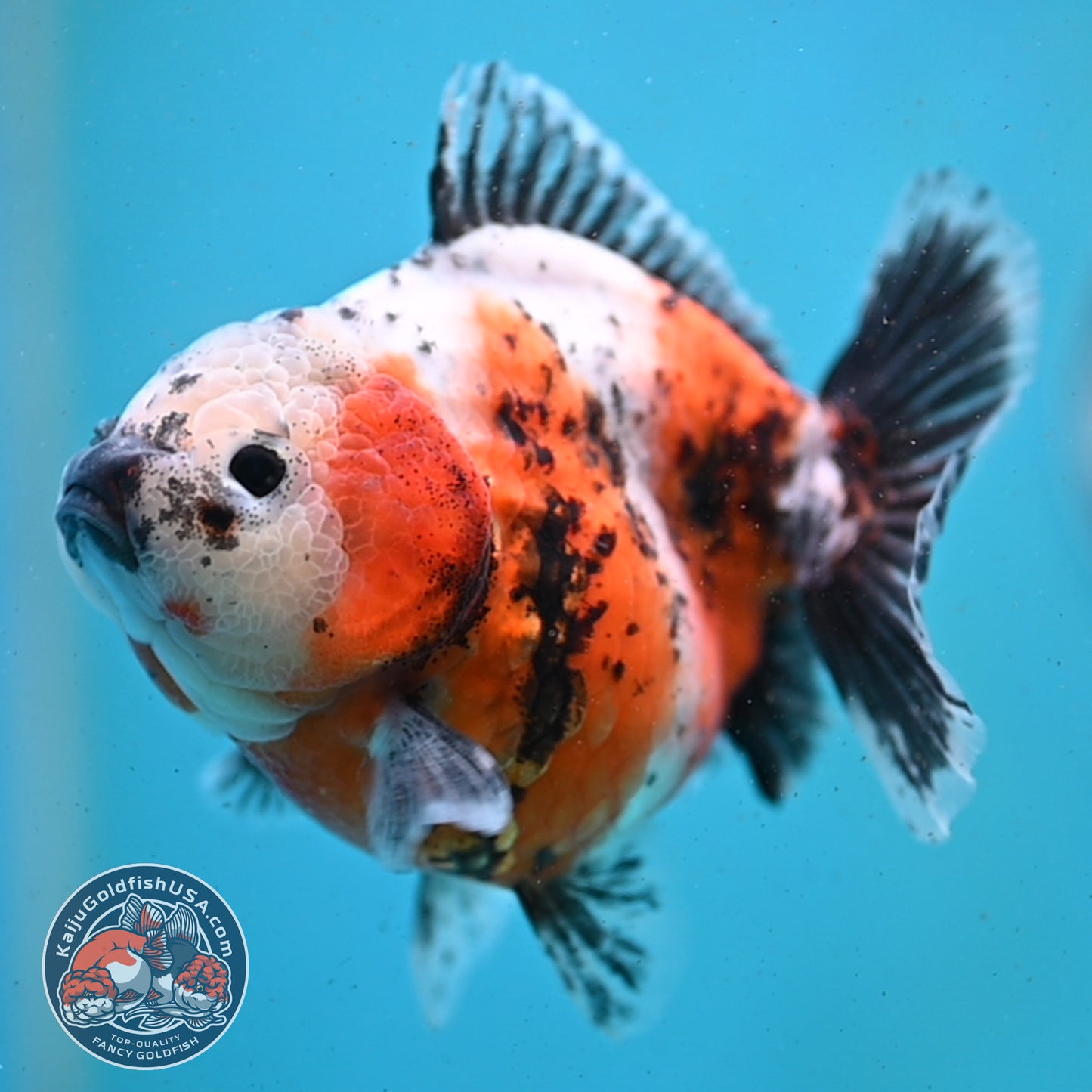 Shogun Tricolor Sakura Oranda 4 inch Body (260123_OR01)