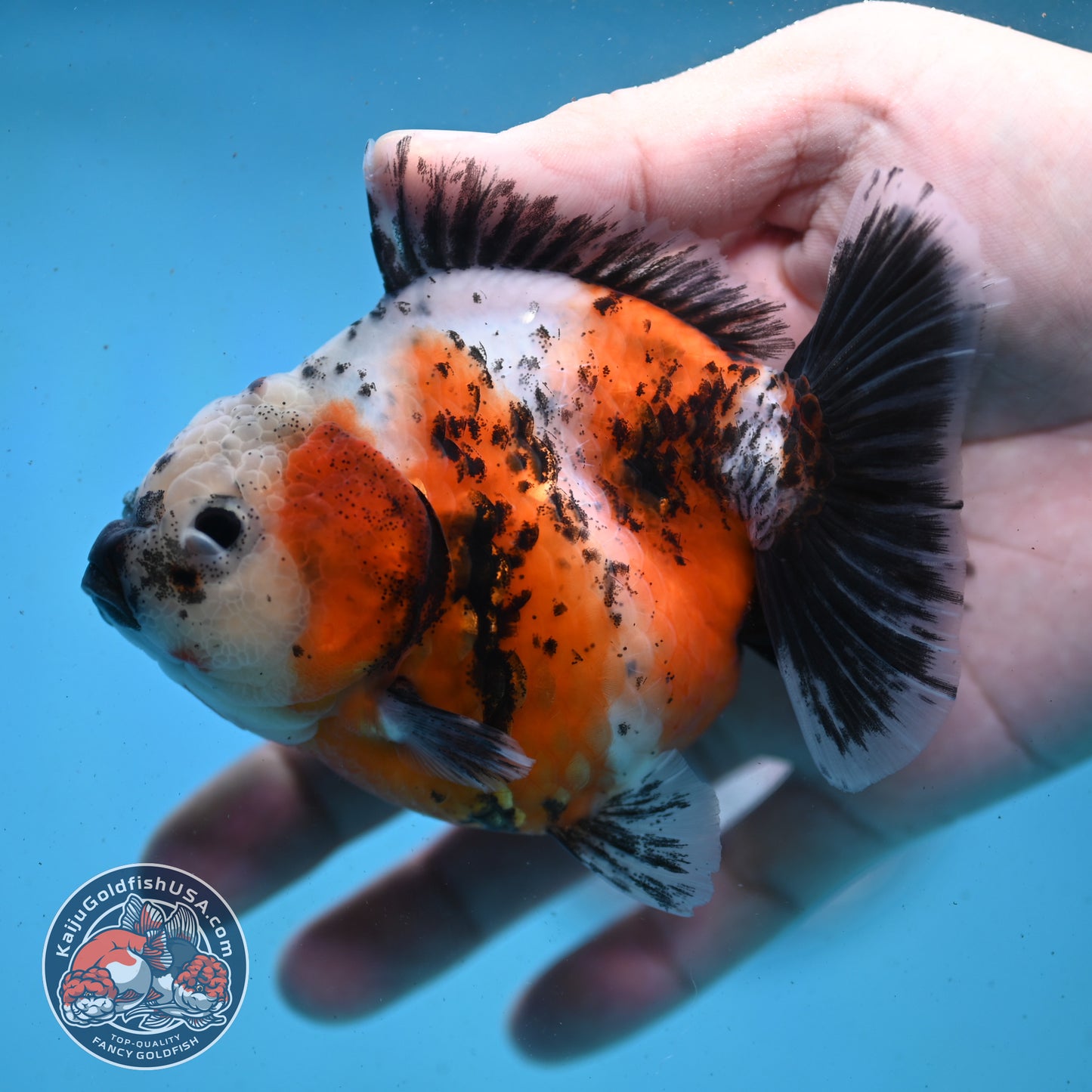 Shogun Tricolor Sakura Oranda 4 inch Body (260123_OR01)