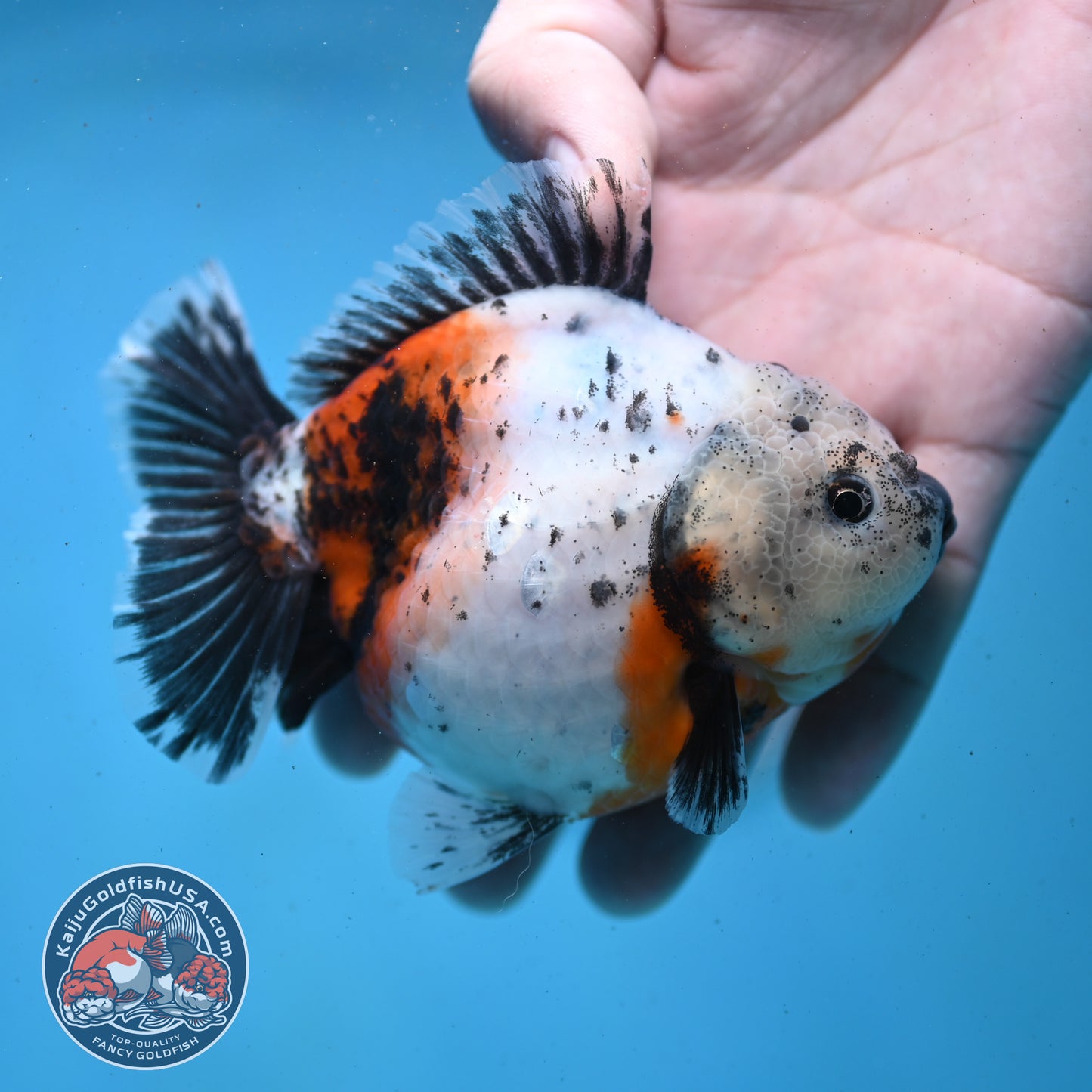 Shogun Tricolor Sakura Oranda 4 inch Body (260123_OR01)