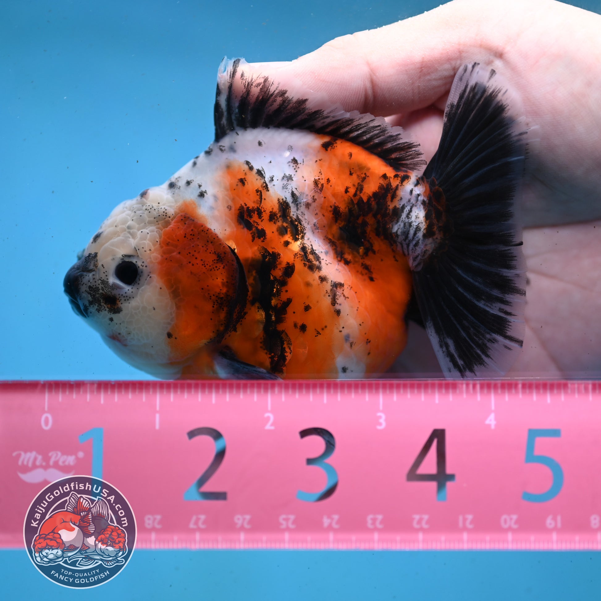 Shogun Tricolor Sakura Oranda 4 inch Body (260123_OR01)