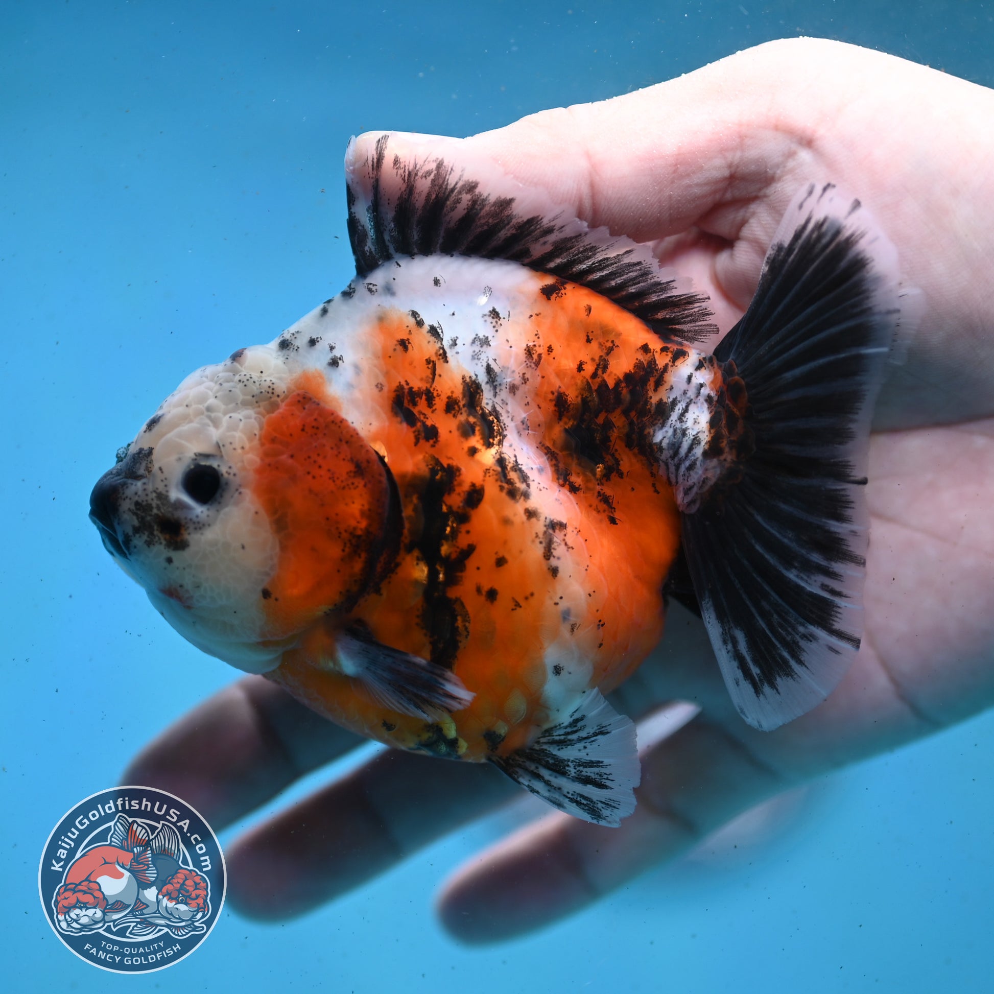 Shogun Tricolor Sakura Oranda 4 inch Body (260123_OR01)