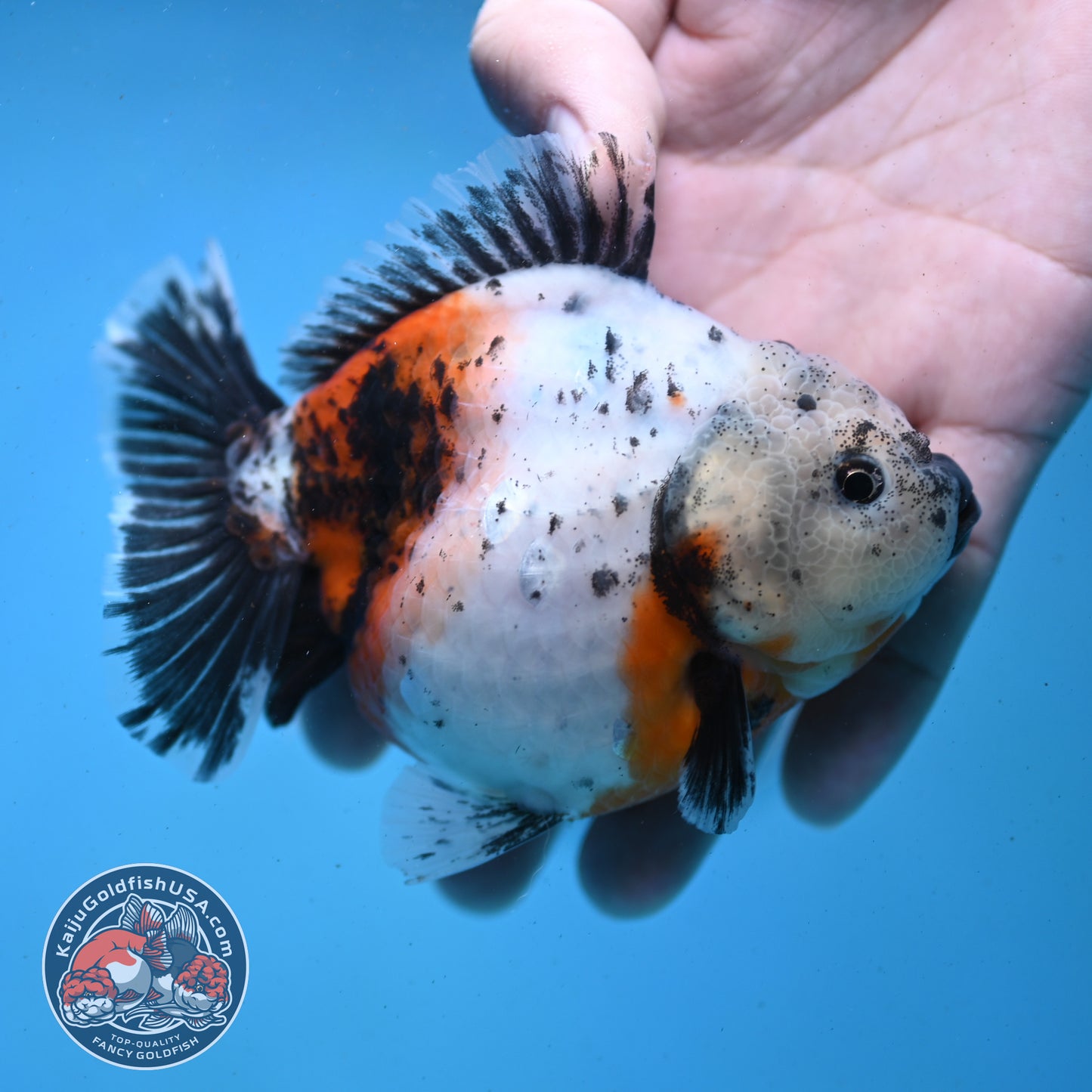 Shogun Tricolor Sakura Oranda 4 inch Body (260123_OR01)