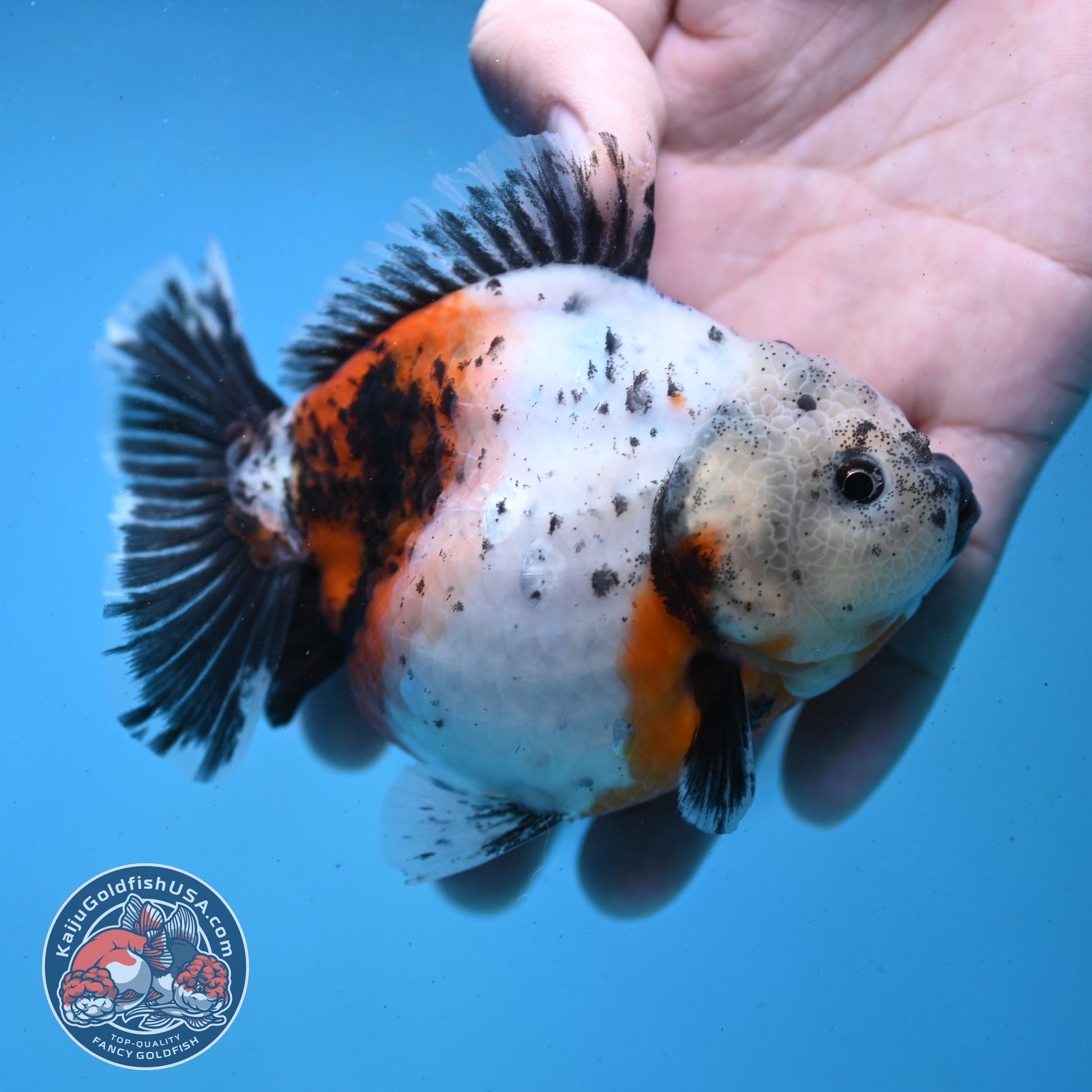 Shogun Tricolor Sakura Oranda 4 inch Body (260123_OR01)